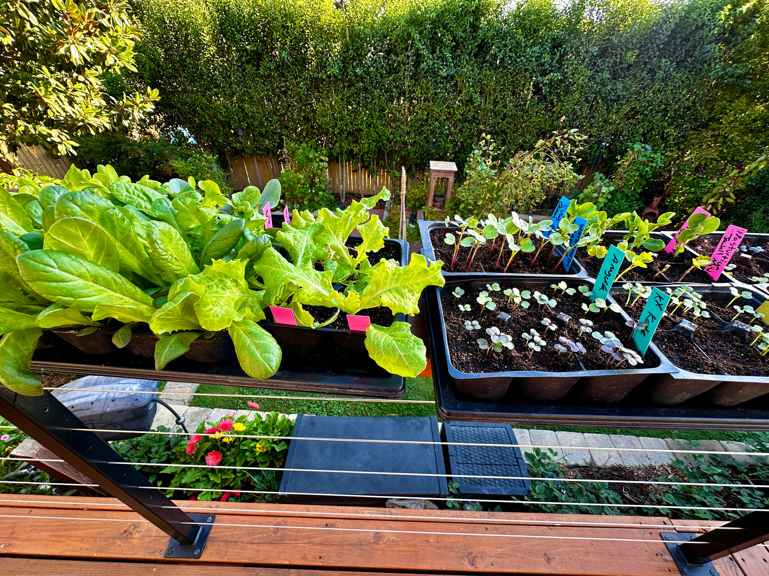Top Tips for Growing Healthy Plants with Organic Gardening Seeds