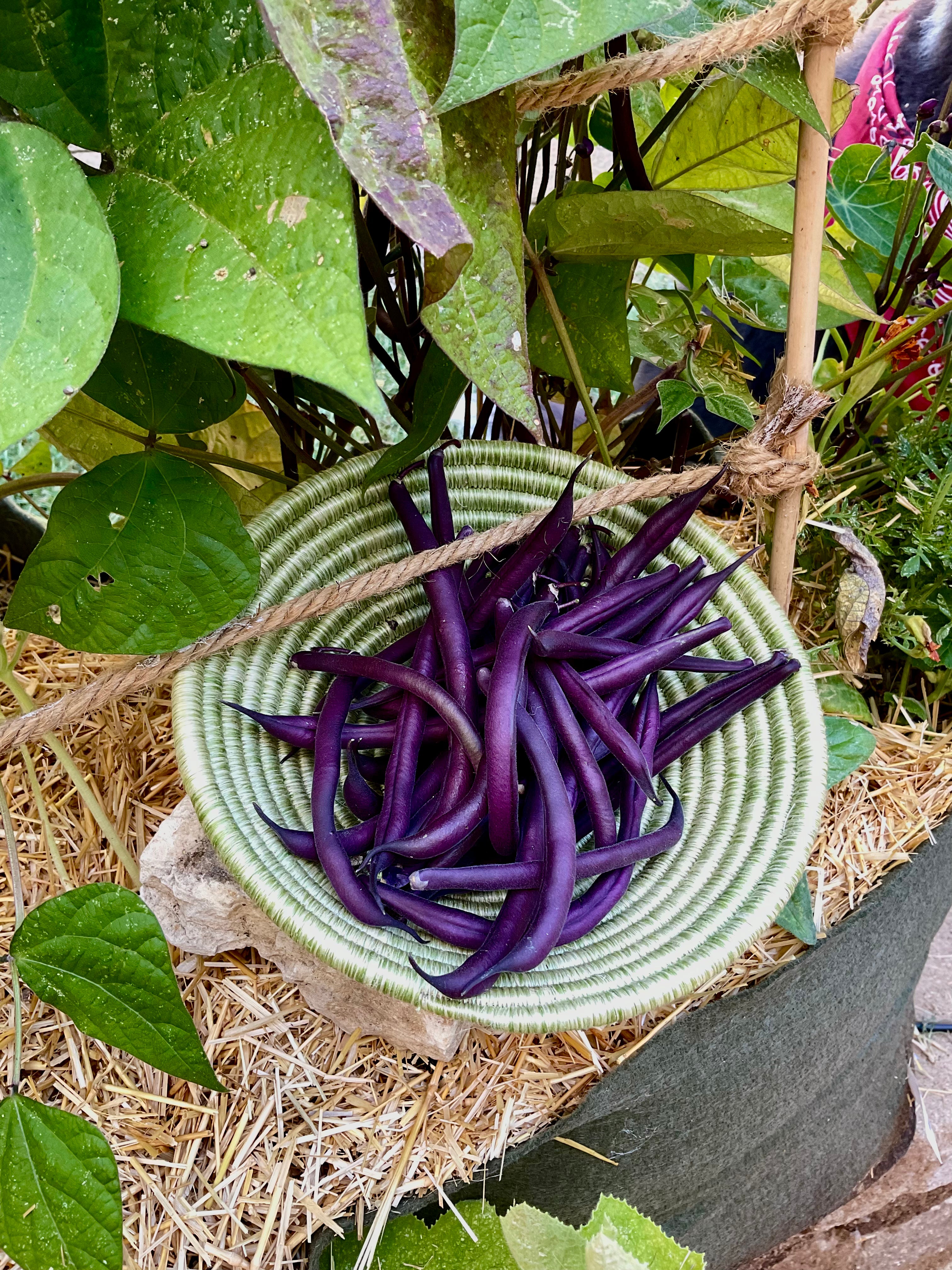 NEW! Heat Tolerant, Bean Seed/Book Bundle (Warm Weather)| 10-Minute Gardener - Signed and Personalized