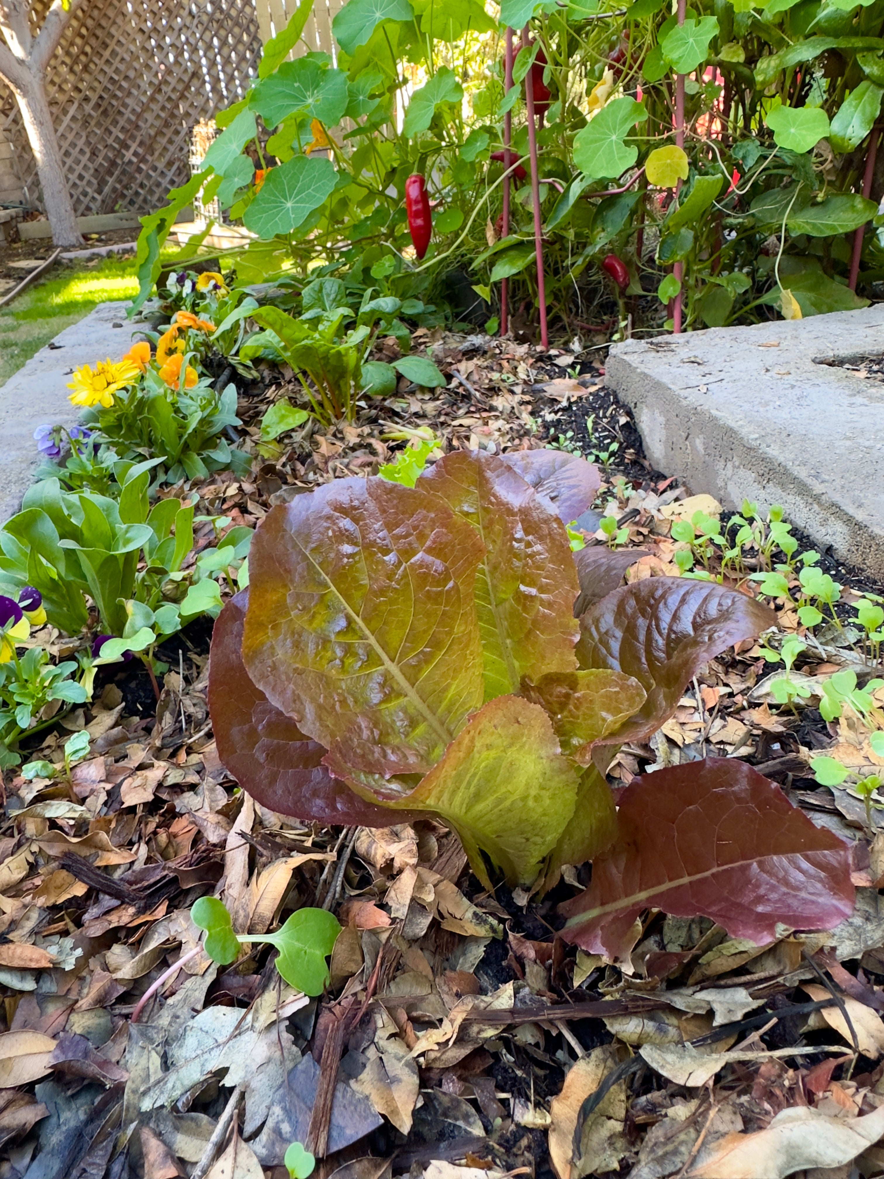 Lettuce Seed Collection - ALL NEW & IMPROVED!