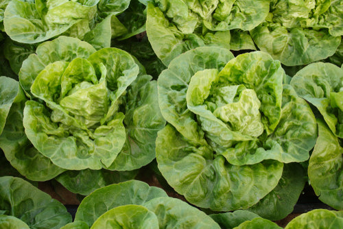 Lettuce Seed Collection - ALL NEW & IMPROVED!