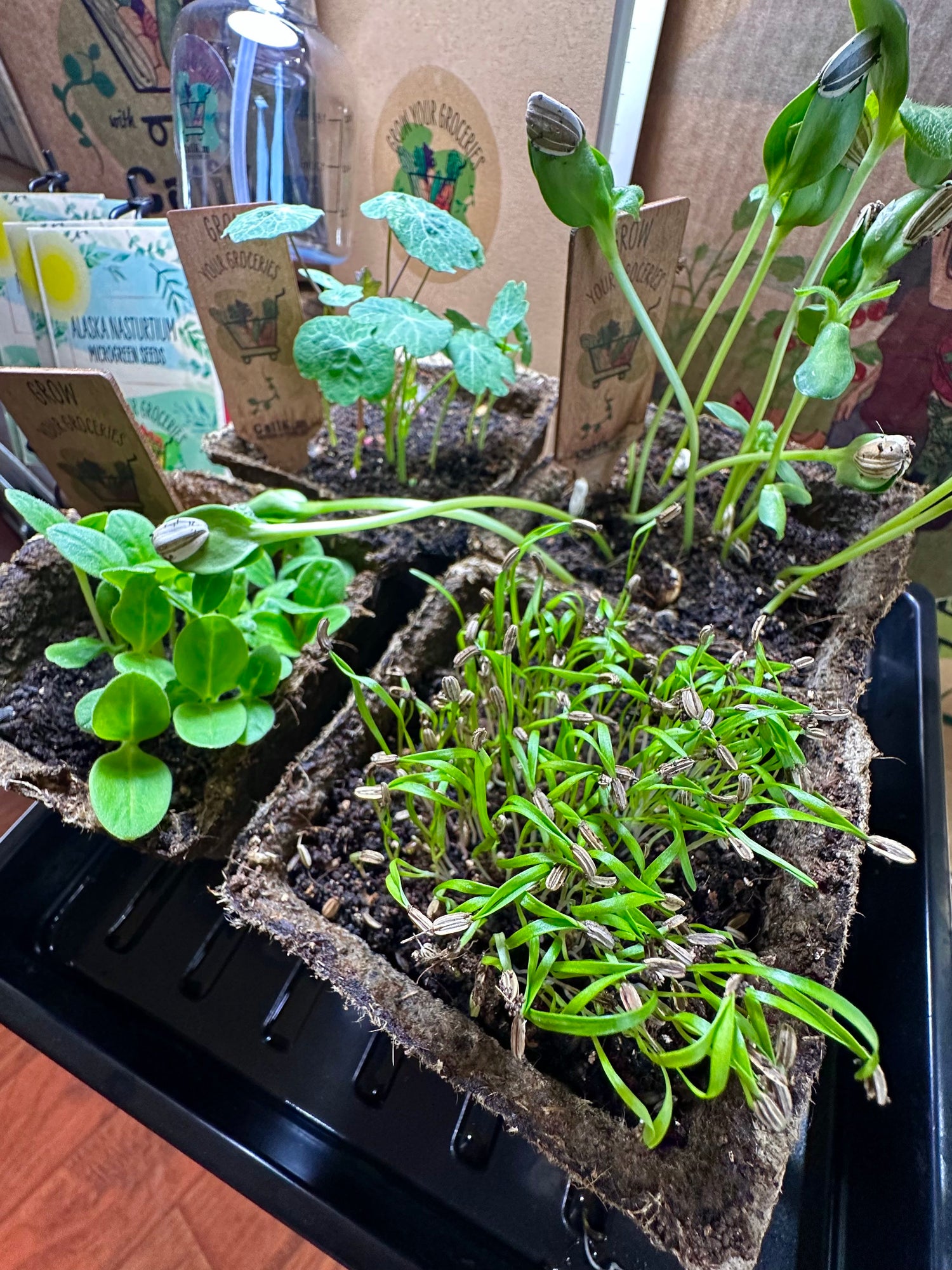 January "MICROGREENS MADNESS" Grow Your Groceries with CaliKim Gift It! Box