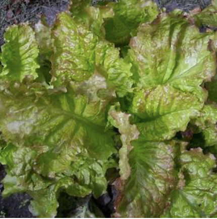 Lettuce Seed Collection - ALL NEW & IMPROVED!