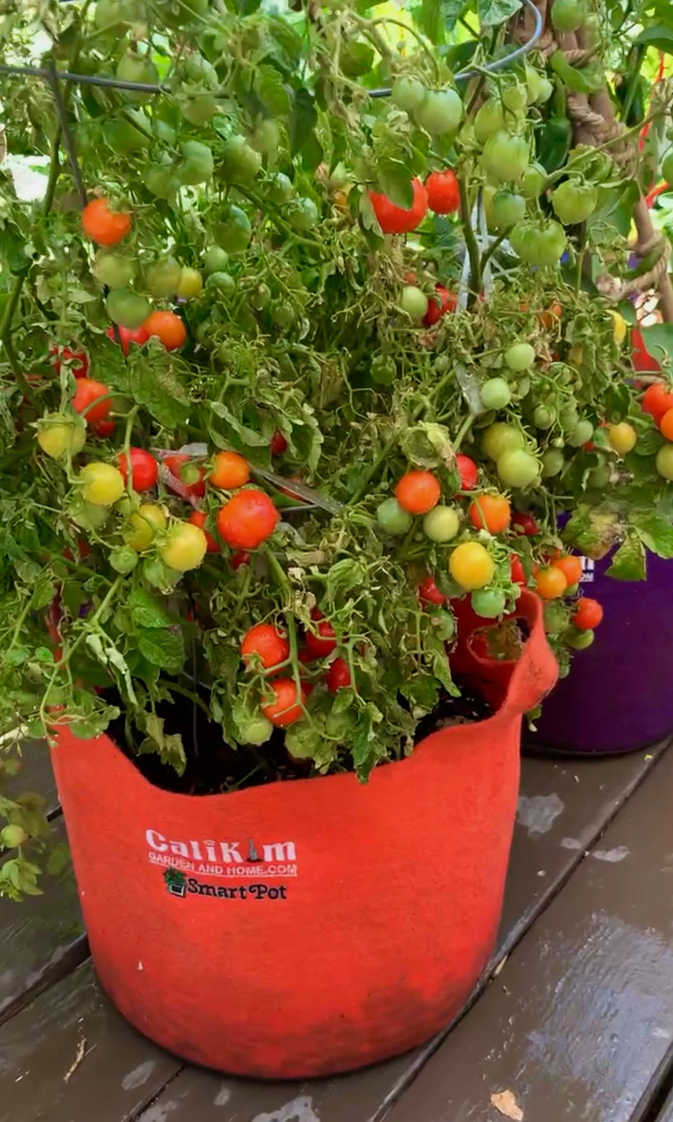 Container Garden Seed Collection (Heirloom)
