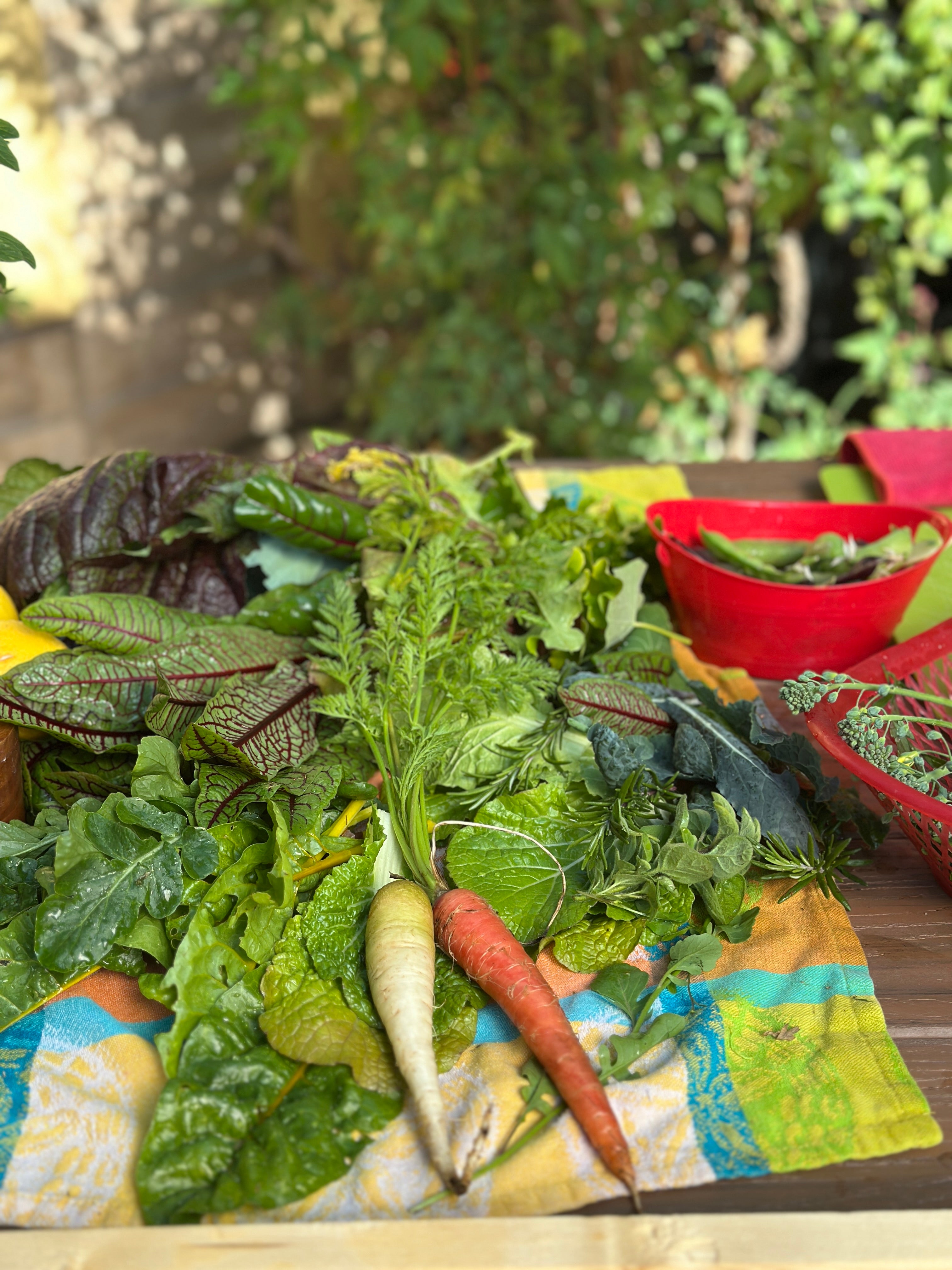 Fall Garden Seed Collection | Harvest Sooner This Fall