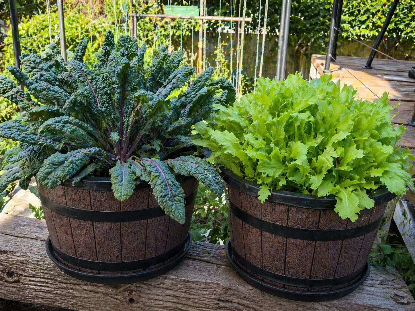 Summer Harvest Seed Bundle — Keep Your Garden Harvesting All Summer