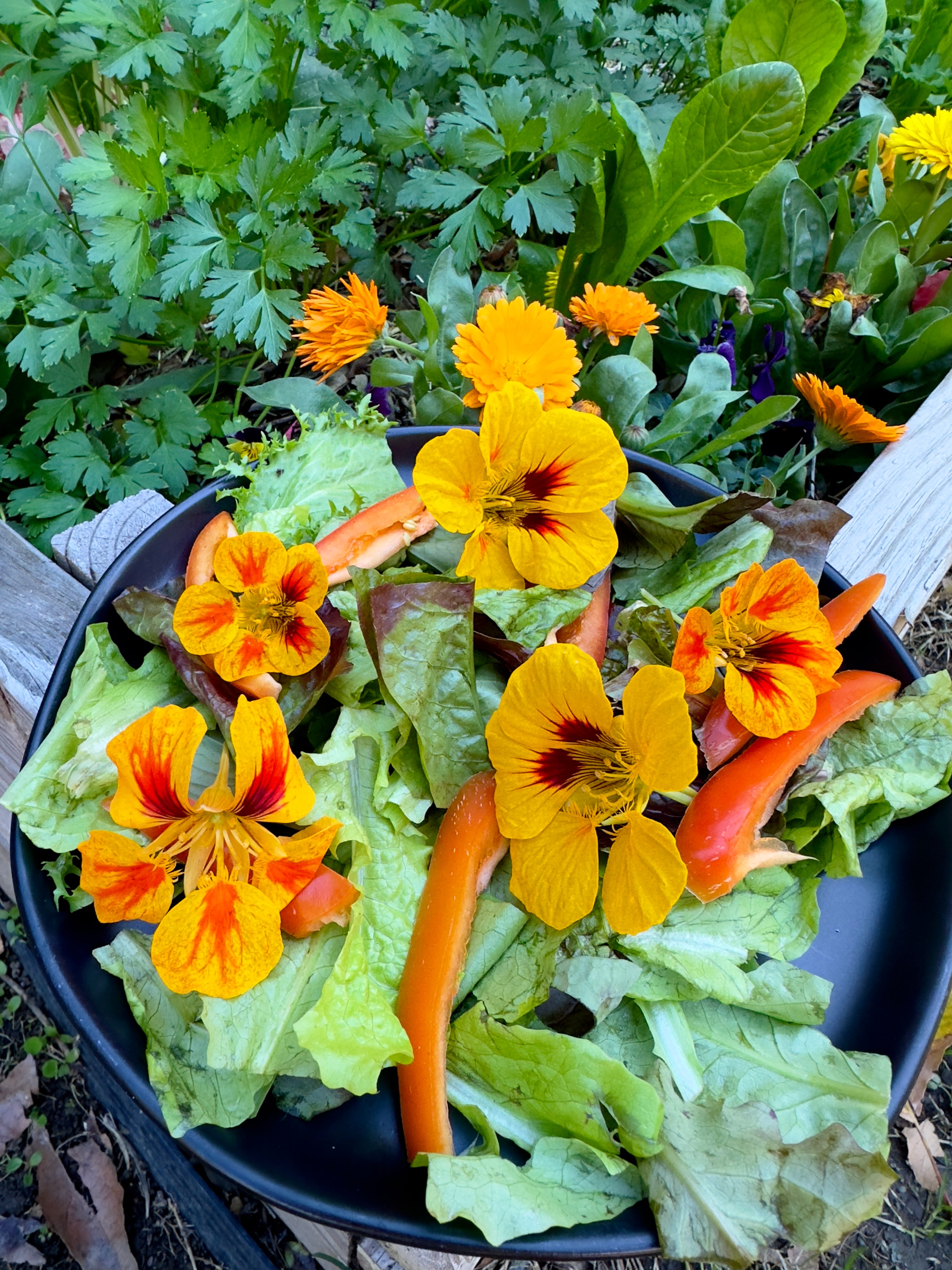Lettuce Seed Collection - ALL NEW & IMPROVED!