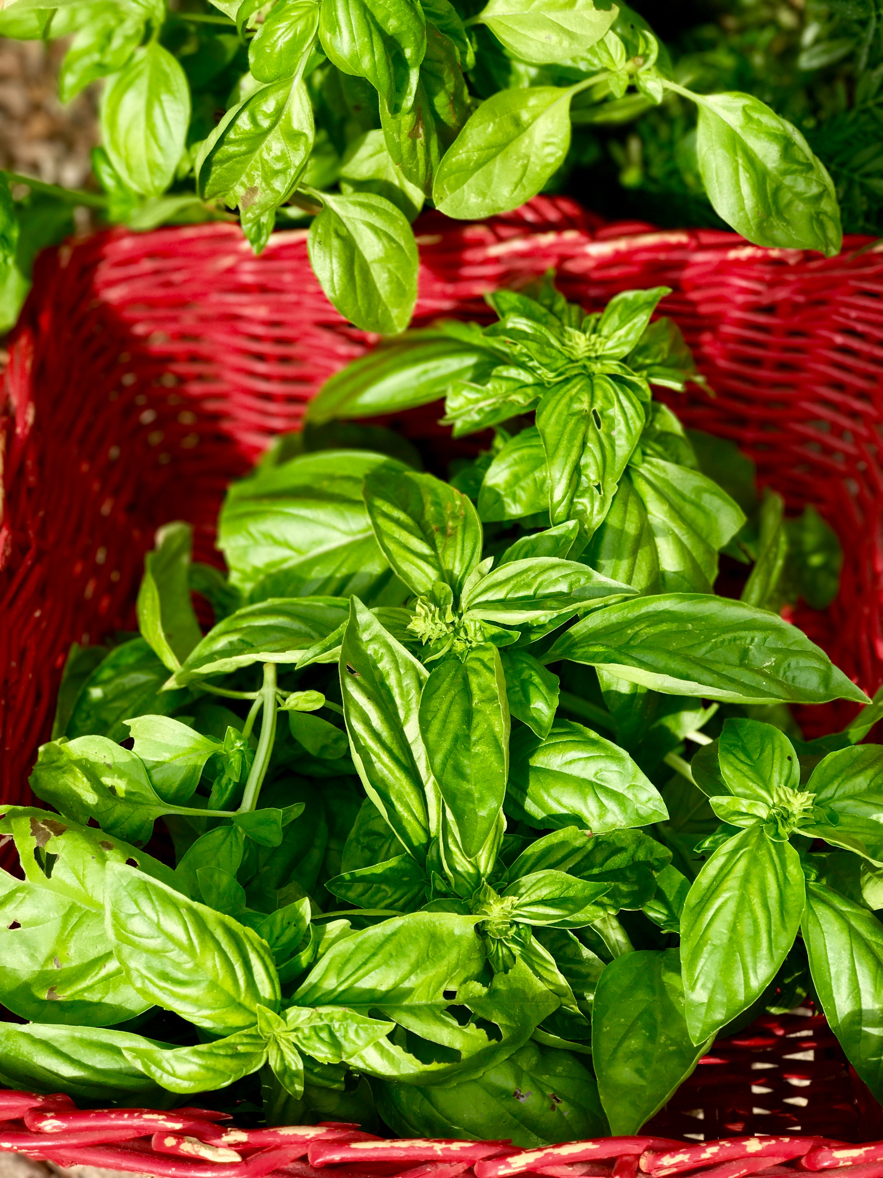 Herb Seed Collection