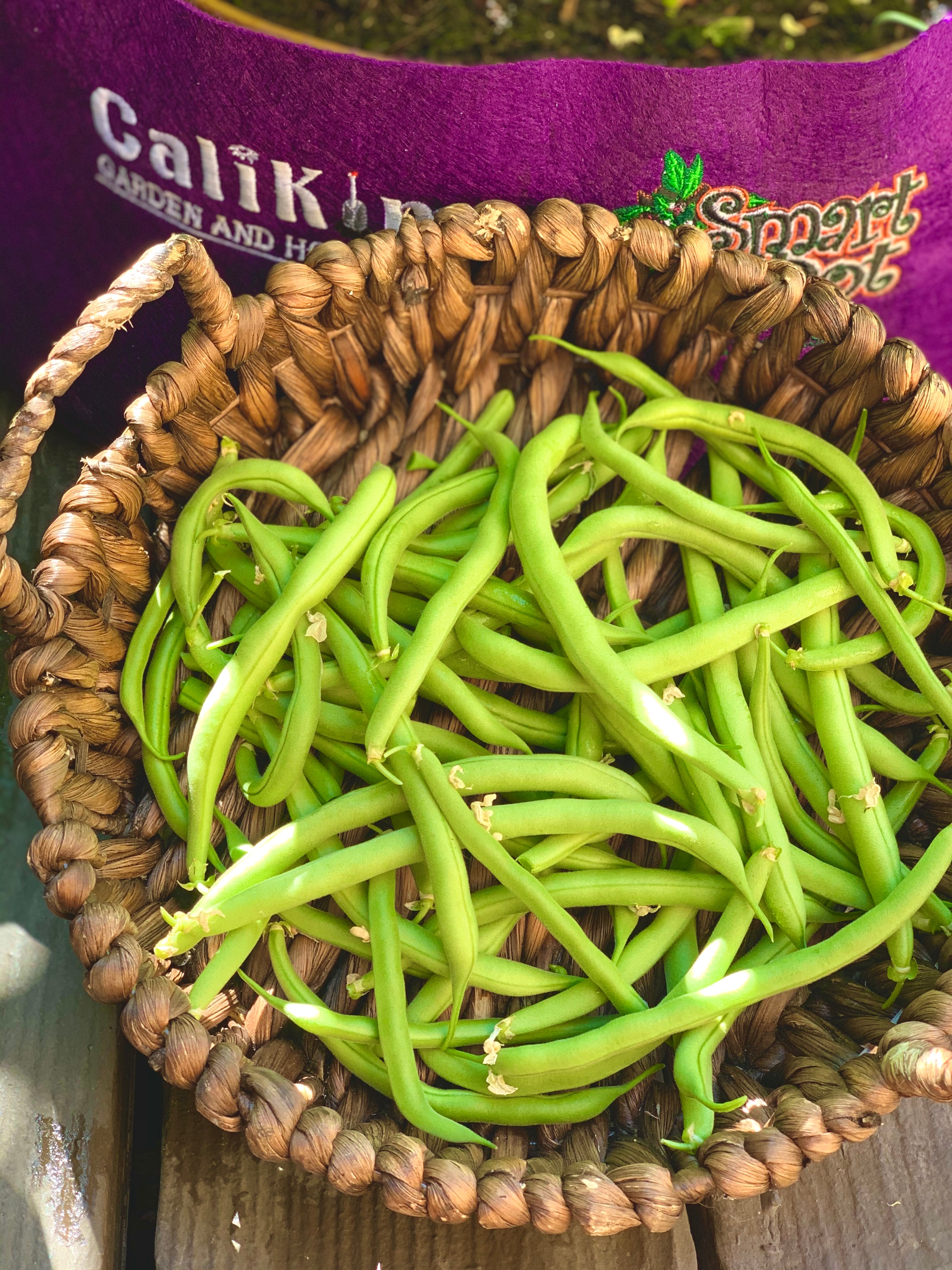 Bean Seed Collection
