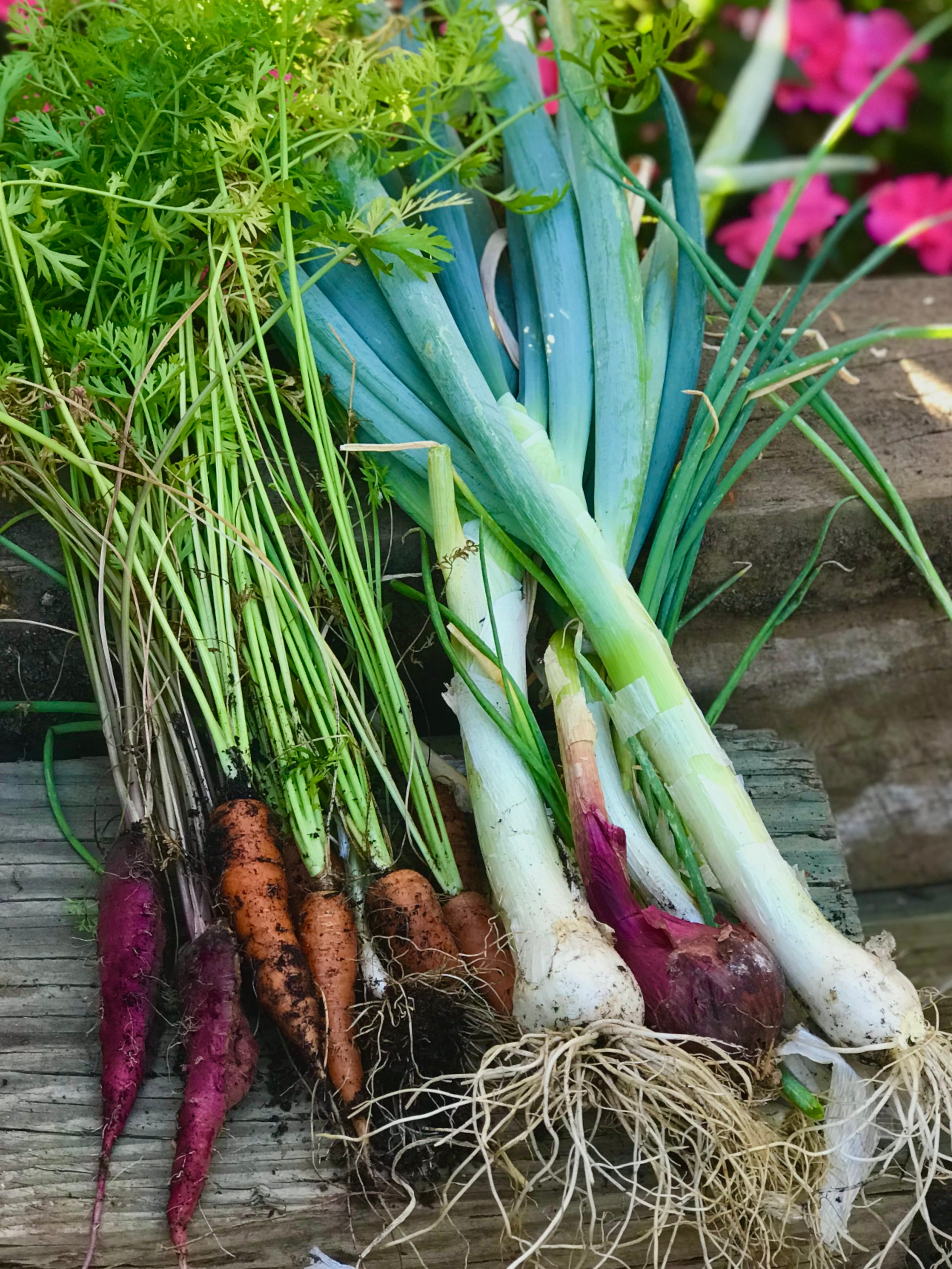 Carrot Seed Collection (Heirloom)