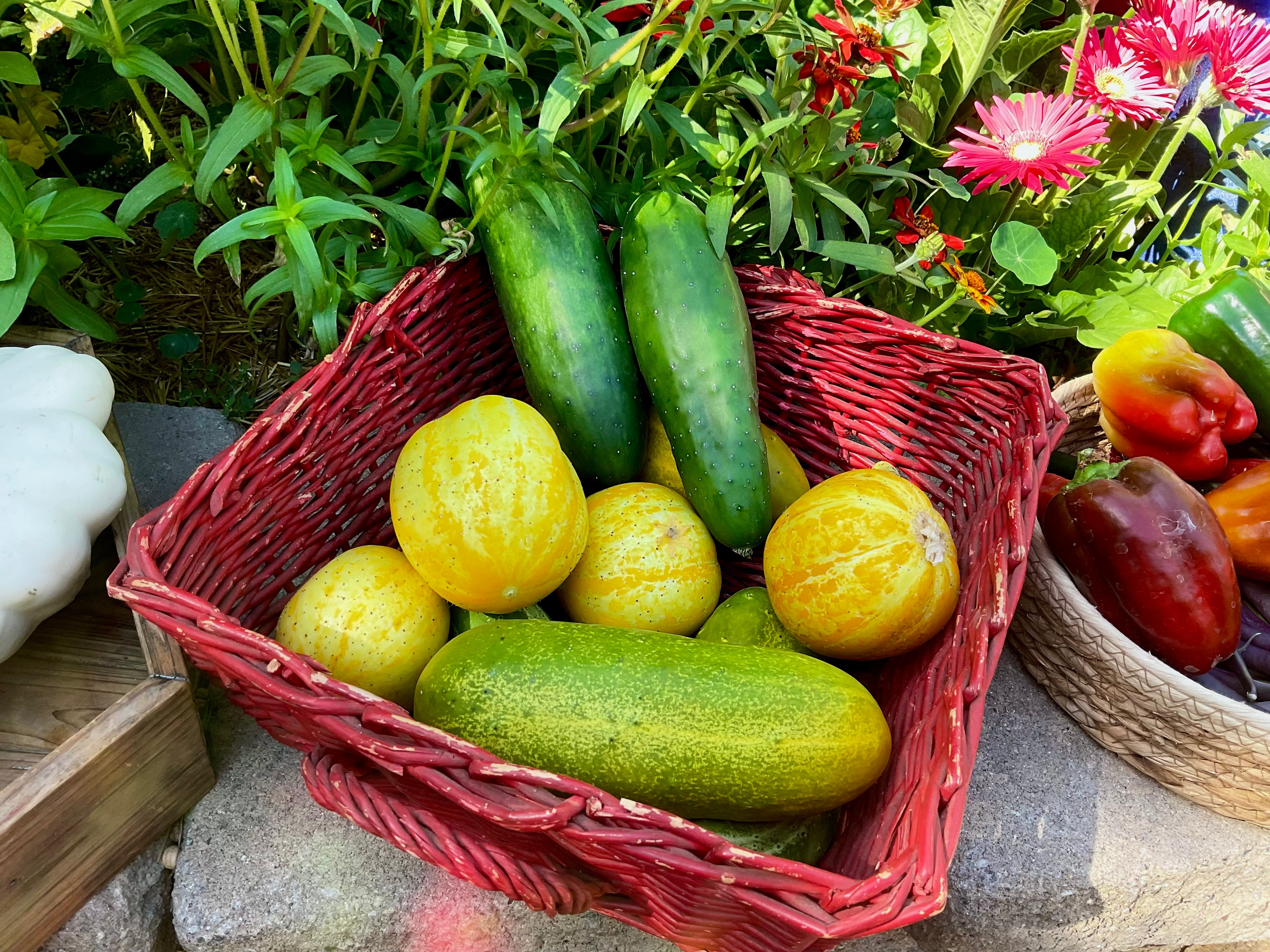 Cucumber Seed Collection (Heirloom) NEW VARIETIES JUST ADDED!