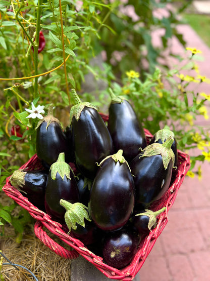 Eggplant Seed Collection (Heirloom) NEW VARIETIES JUST ADDED!