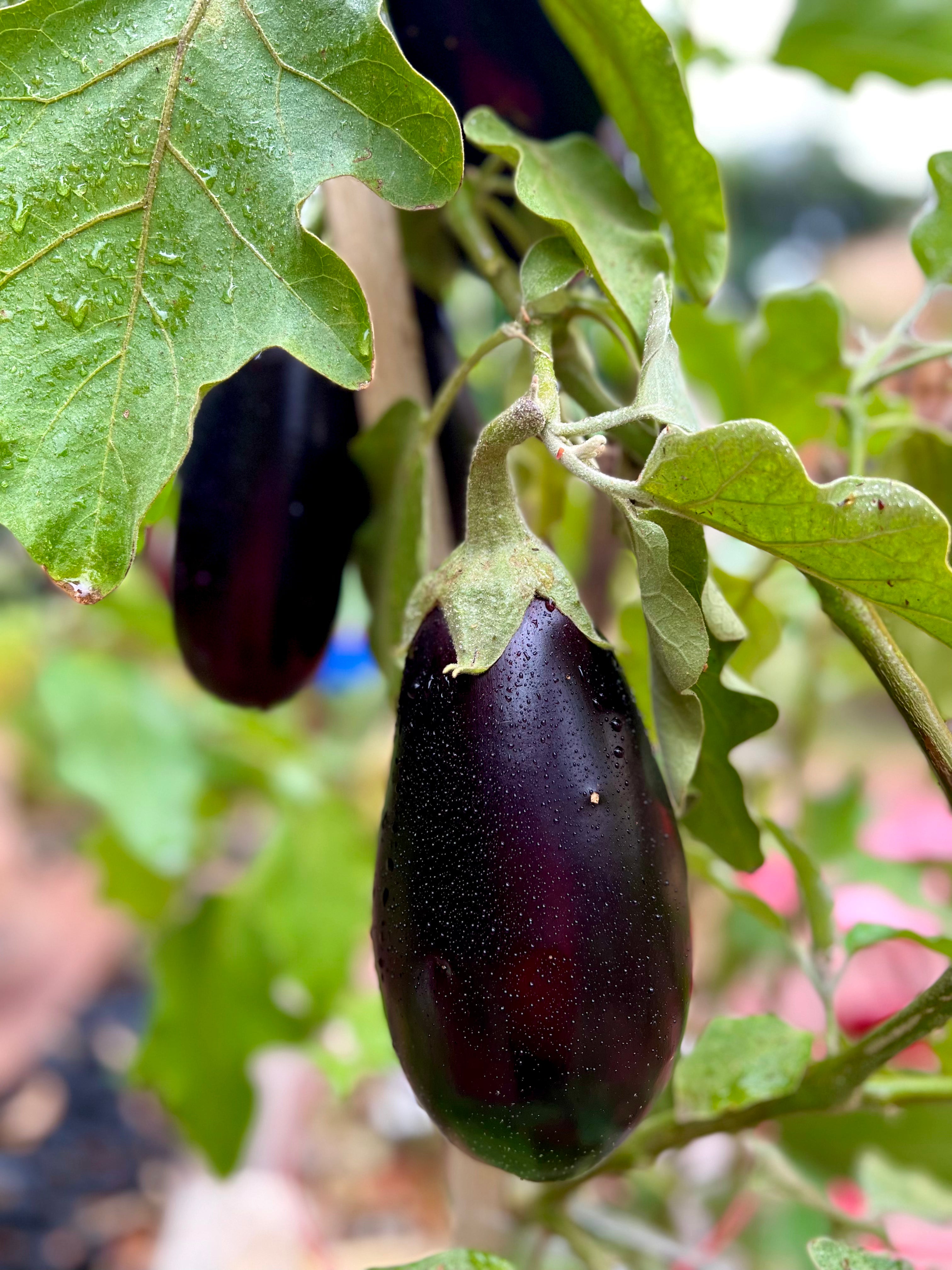 Eggplant Seed Collection (Heirloom) NEW VARIETIES JUST ADDED!