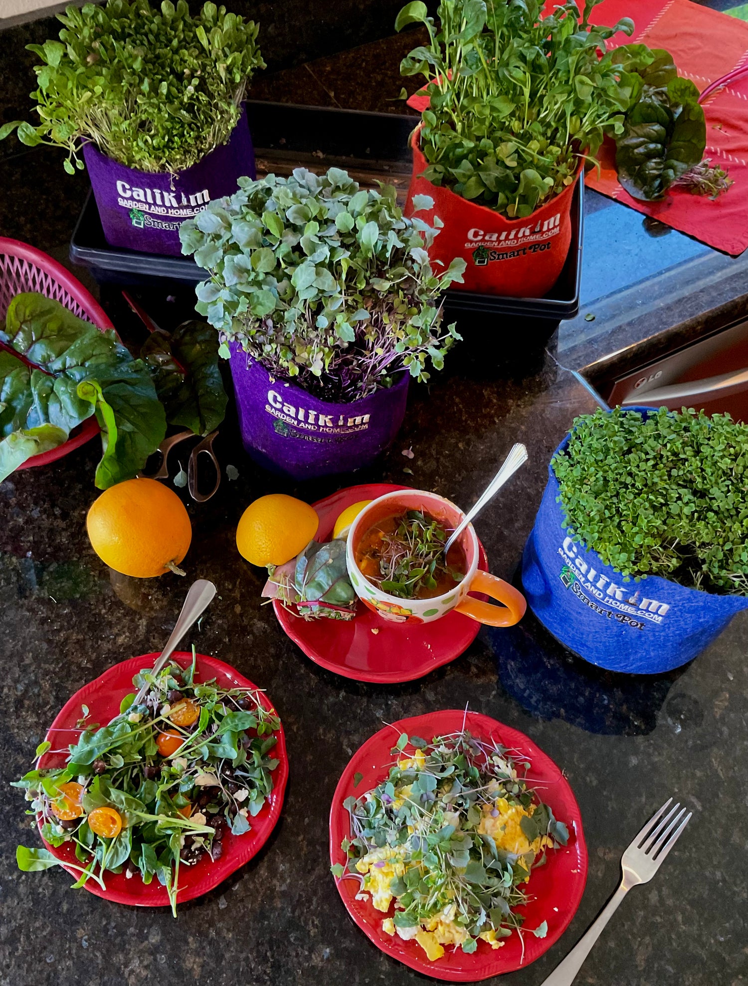 Microgreens Seed Collection - ALL NEW & IMPROVED!