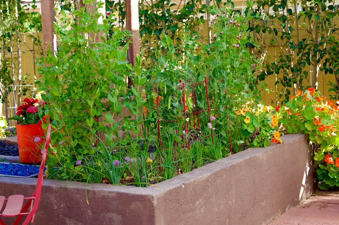Pea Seed Collection