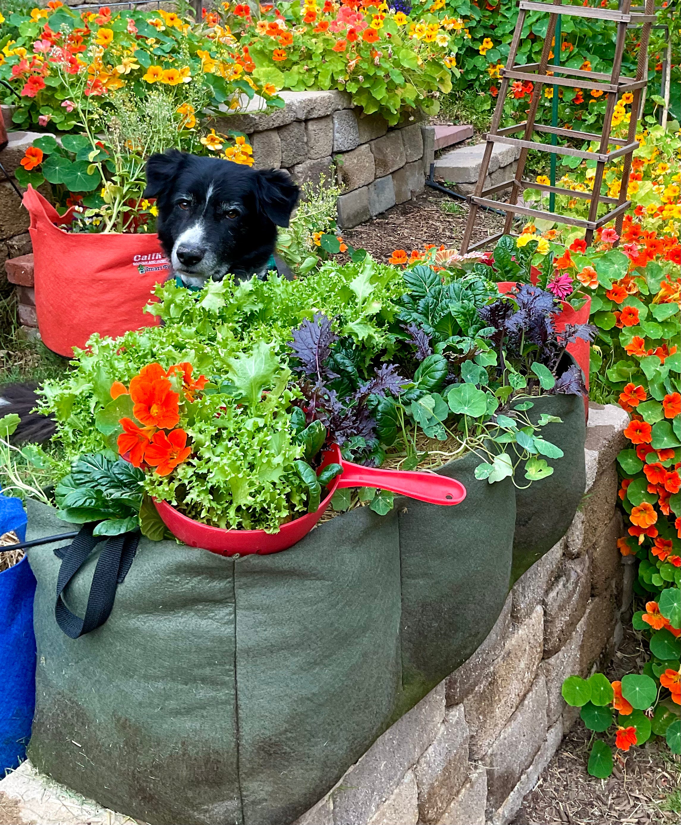 Little Shorty Raised Bed  (3 pack)