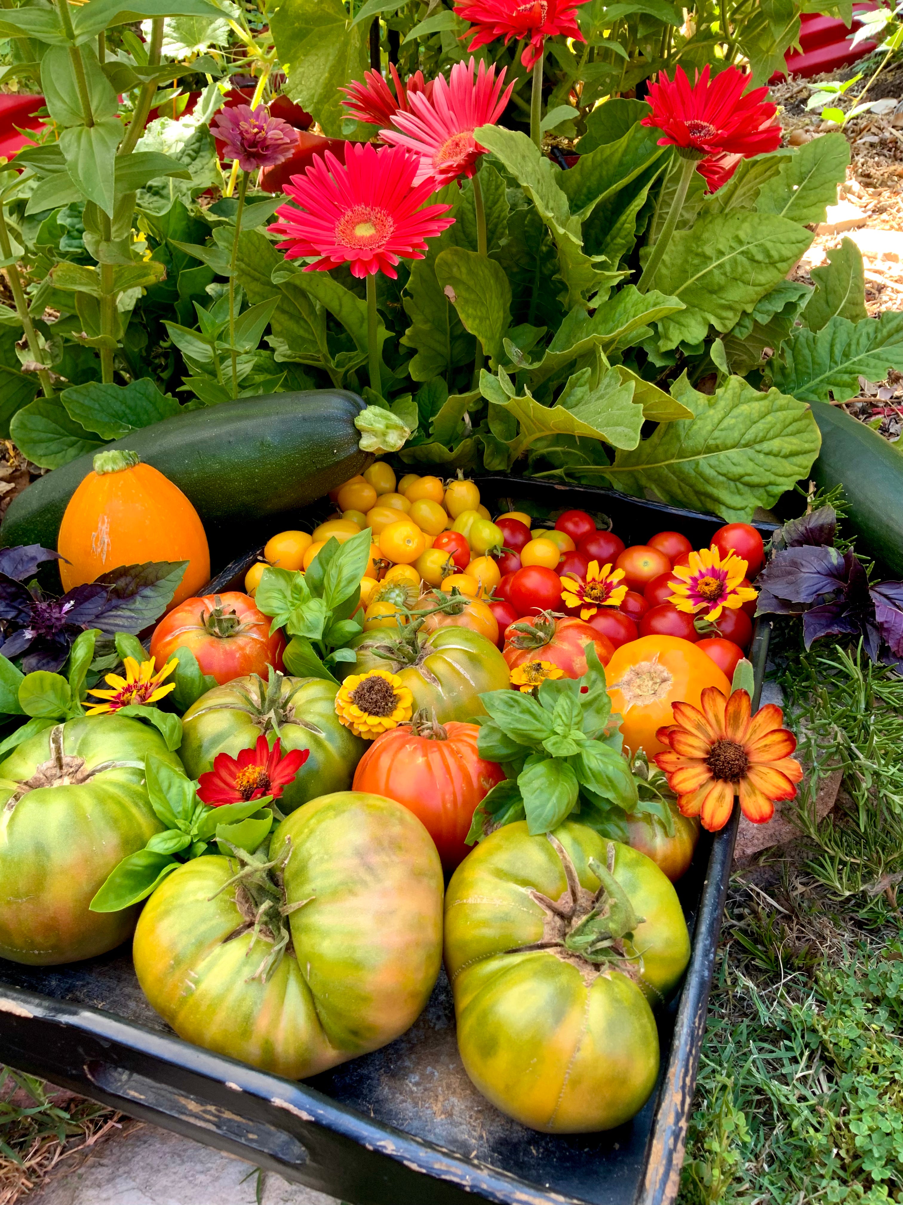 Tomato Seed Collection (Heirloom)