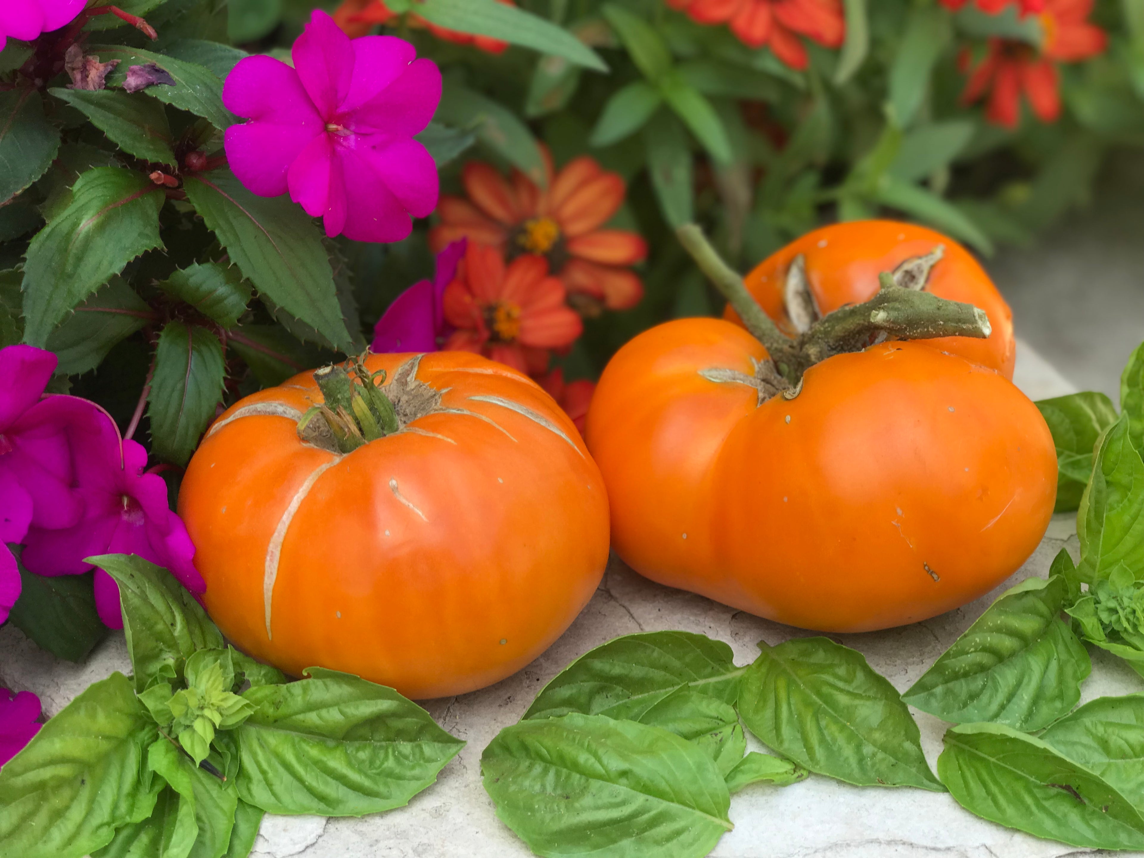 Spring Garden Seed Collection (Heirloom)