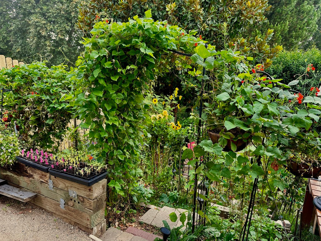 8 Innovative Uses for Organic Seed Collections in Vertical Gardening