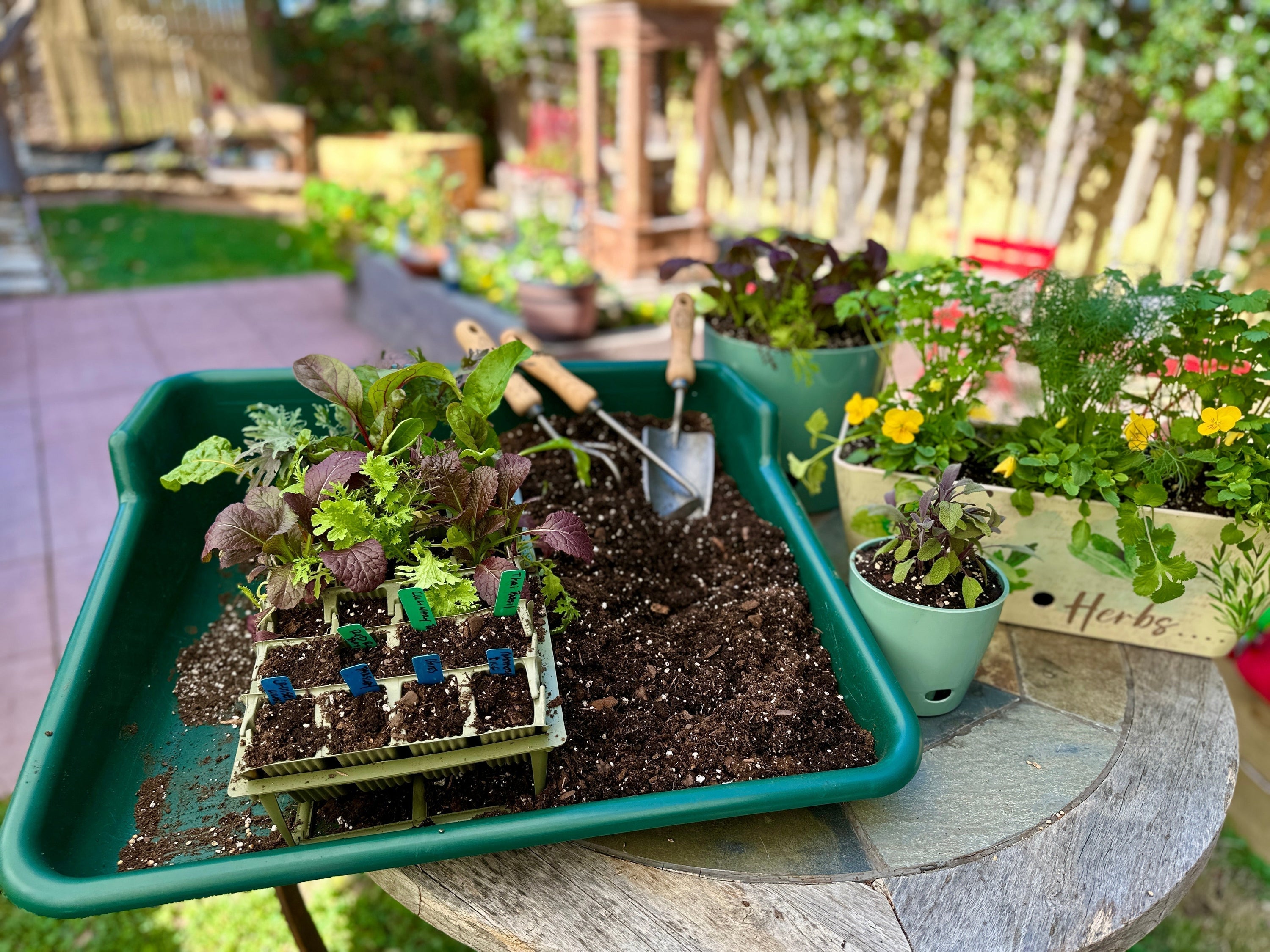 Easy Seed Starting