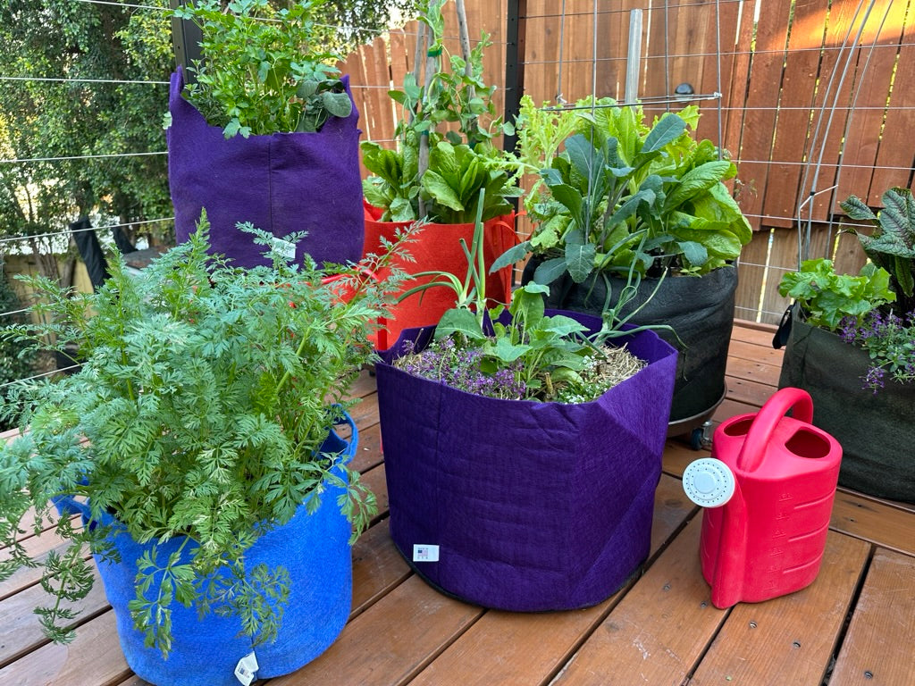 10 Must-Have Seed Collections for Your Compact Garden