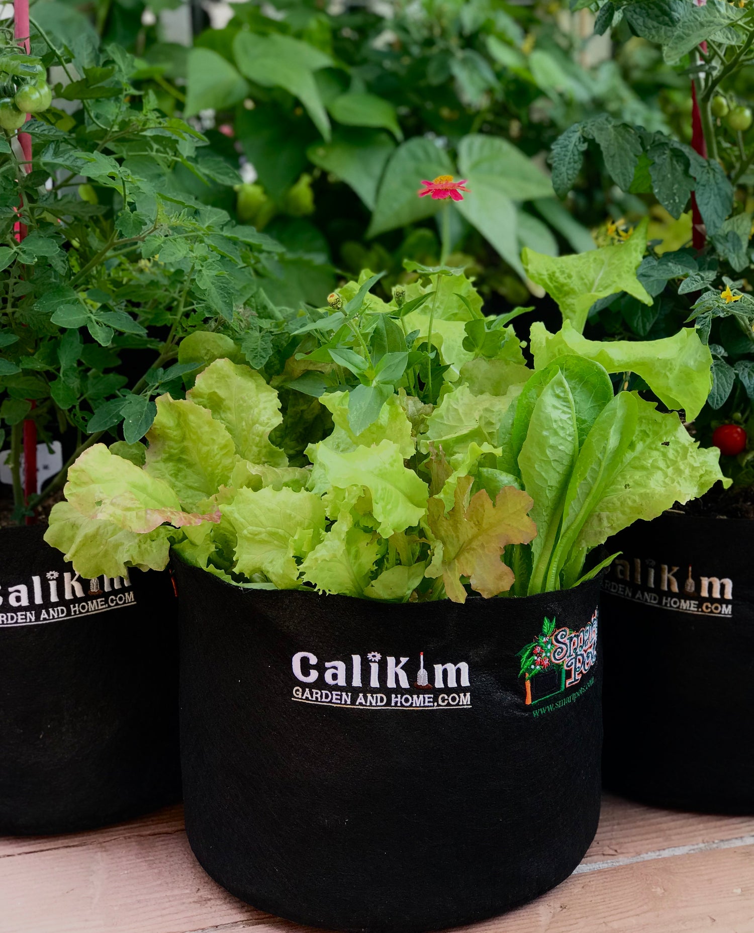 Beginner's Guide to Gardening with CaliKim Smart Pots