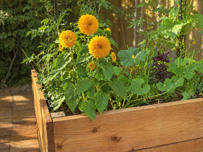 Summer Harvest Seed Bundle — Keep Your Garden Harvesting All Summer