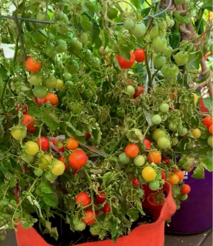 Summer Harvest Seed Bundle — Keep Your Garden Harvesting All Summer