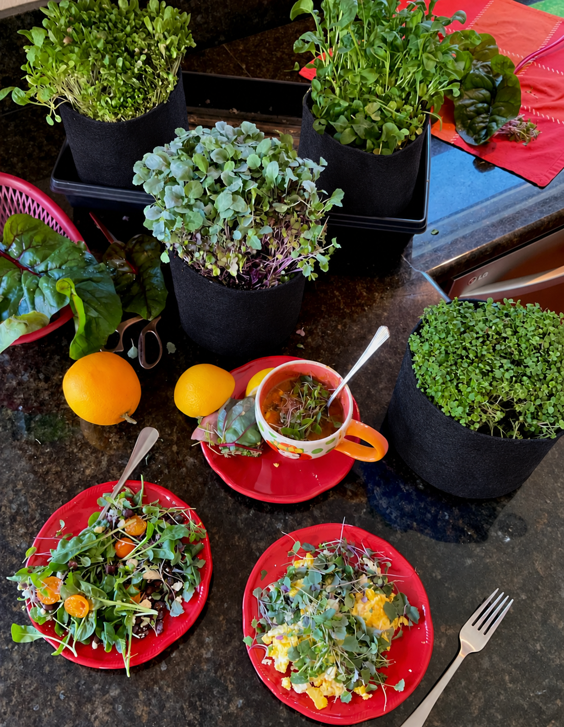 Microgreens Seed Collection — Fresh Greens in Days
