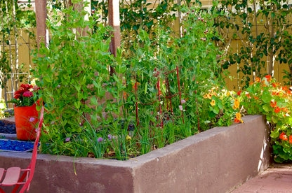 Fall Garden Seed Collection | Harvest Sooner This Fall