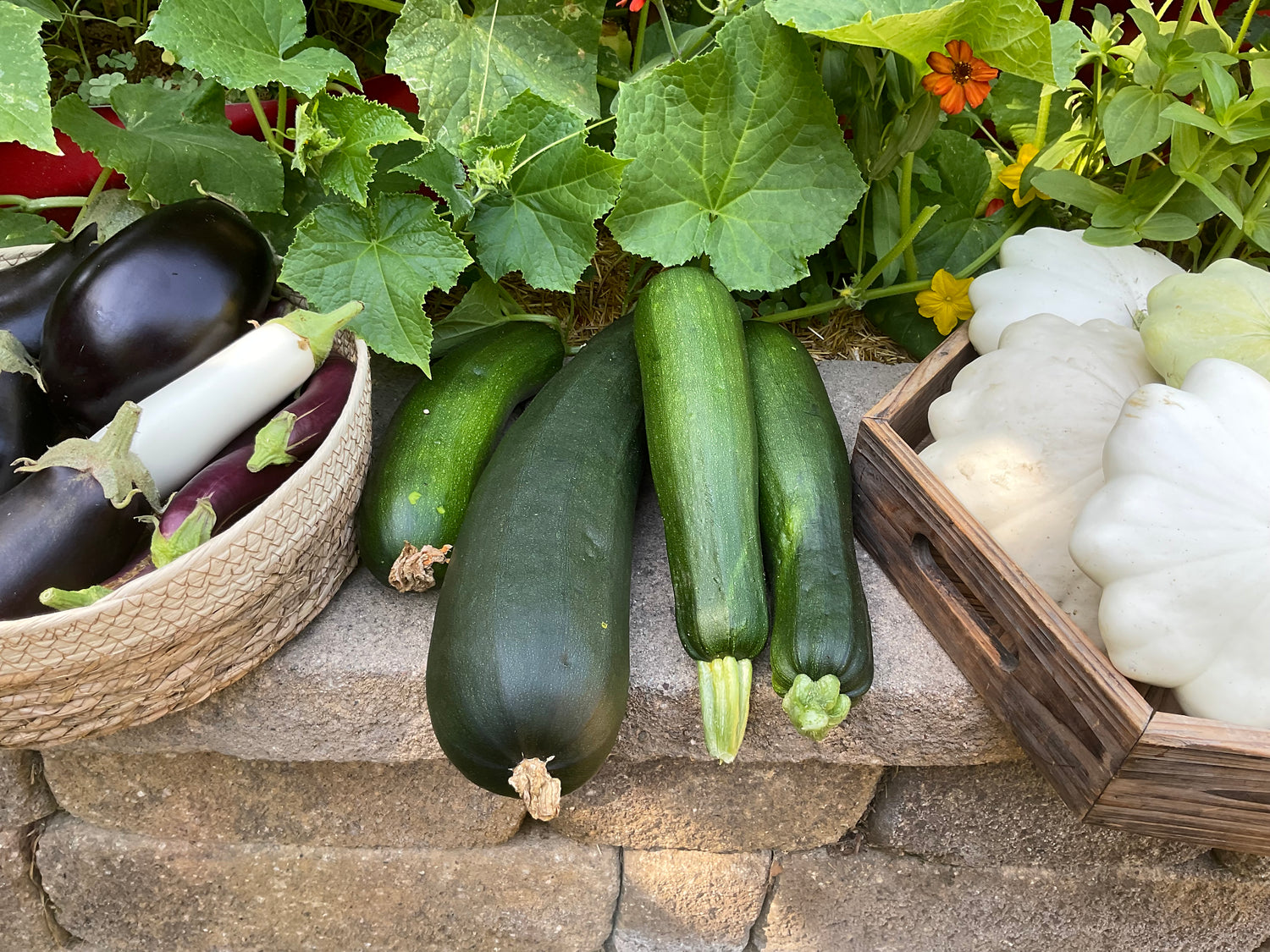 Power Producer Seed Bundle — Fast Summer Harvests