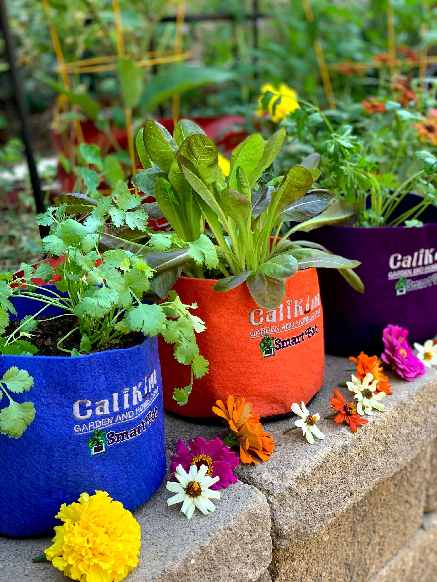 Grow a Flower Garden Indoor Blooms Seed Kit
