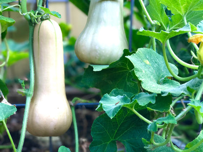 Squash Seed Collection (Heirloom) NEW VARIETIES JUST ADDED!