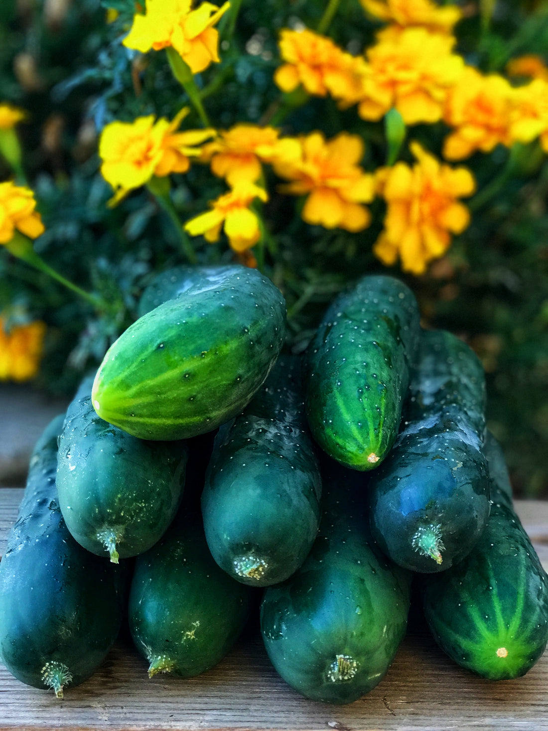 Cucumber Seed Collection — Crisp, Cool Harvests All Summer