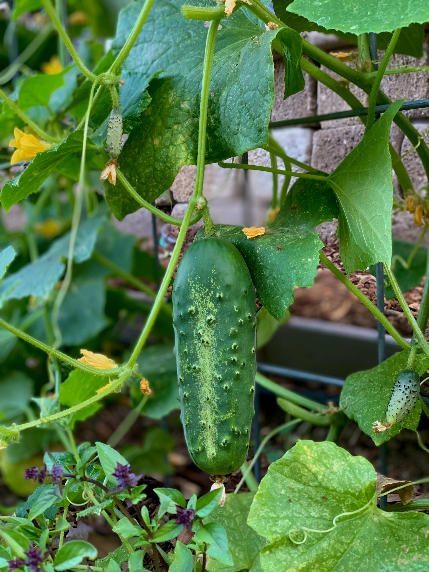 cucumber plants from seed Cucumber Seed Collection — Crisp, Cool Harvests All Summer – CaliKim Garden & Home DIY, Inc
