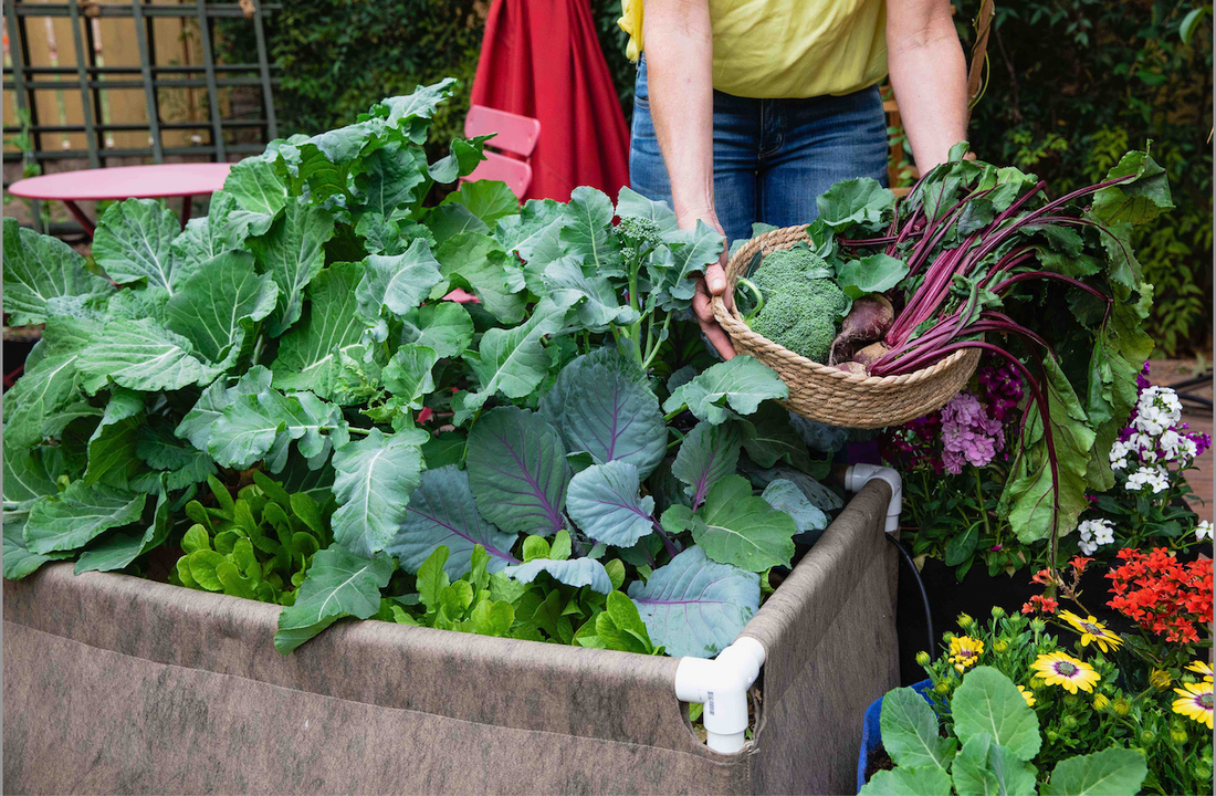 Fall Garden Seed Collection- ALL NEW &amp; IMPROVED!
