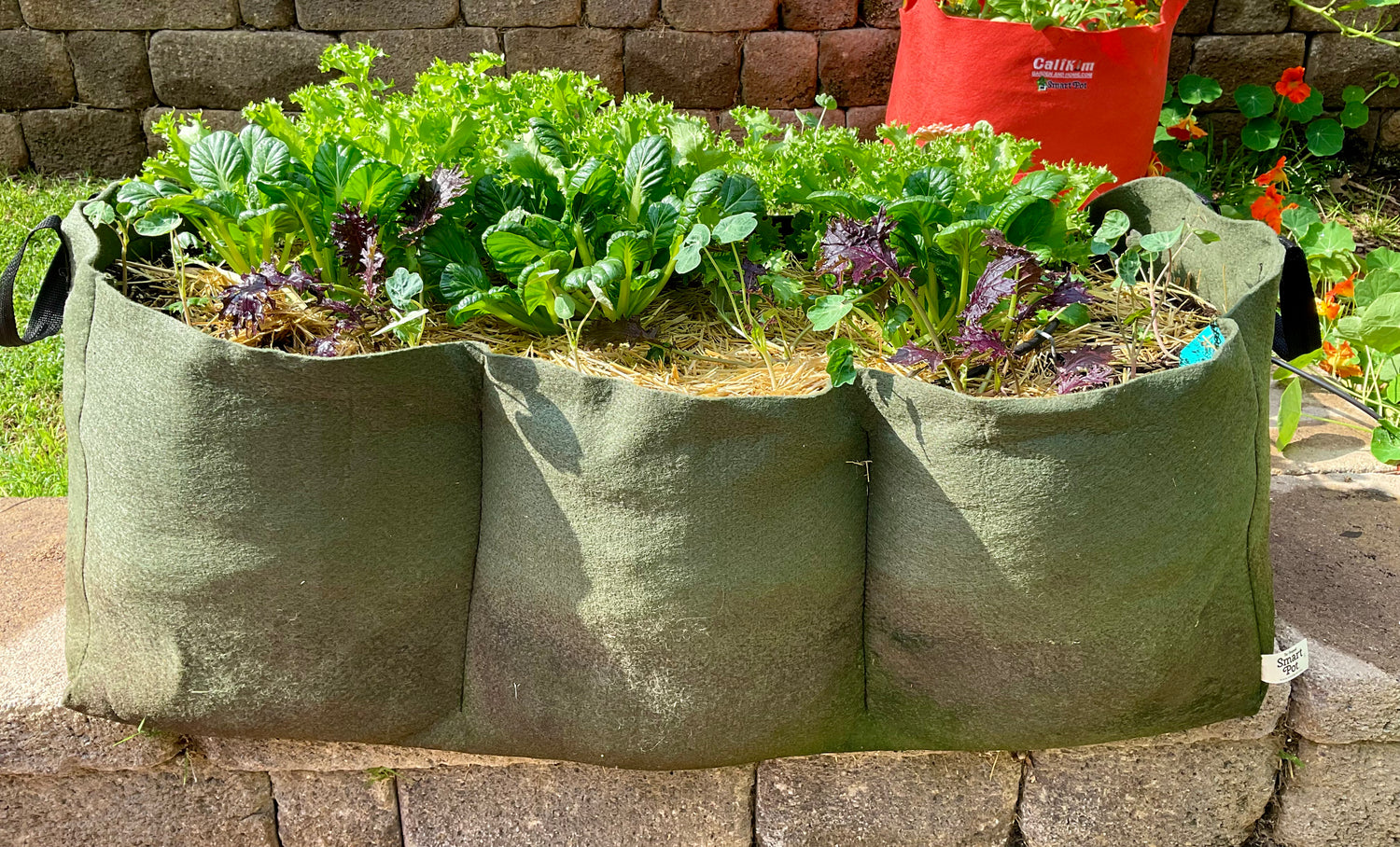 Fabric Raised Beds: The Perks of Growing Vegetables in Fabric Pots