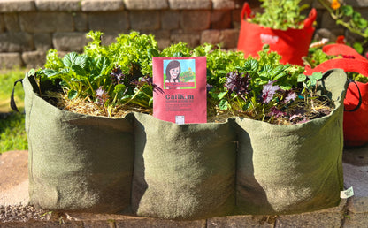 Little Shorty Raised Bed Seed Kit (1 pack)