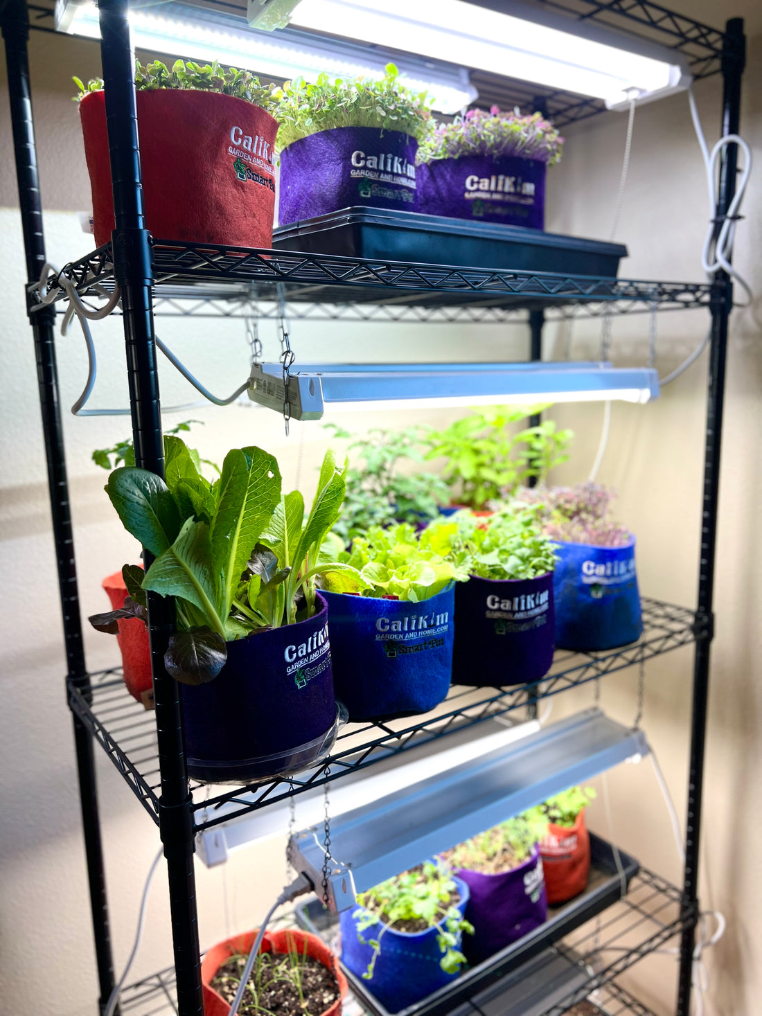 Indoor Garden Seed Collection  - ALL NEW &amp; IMPROVED!