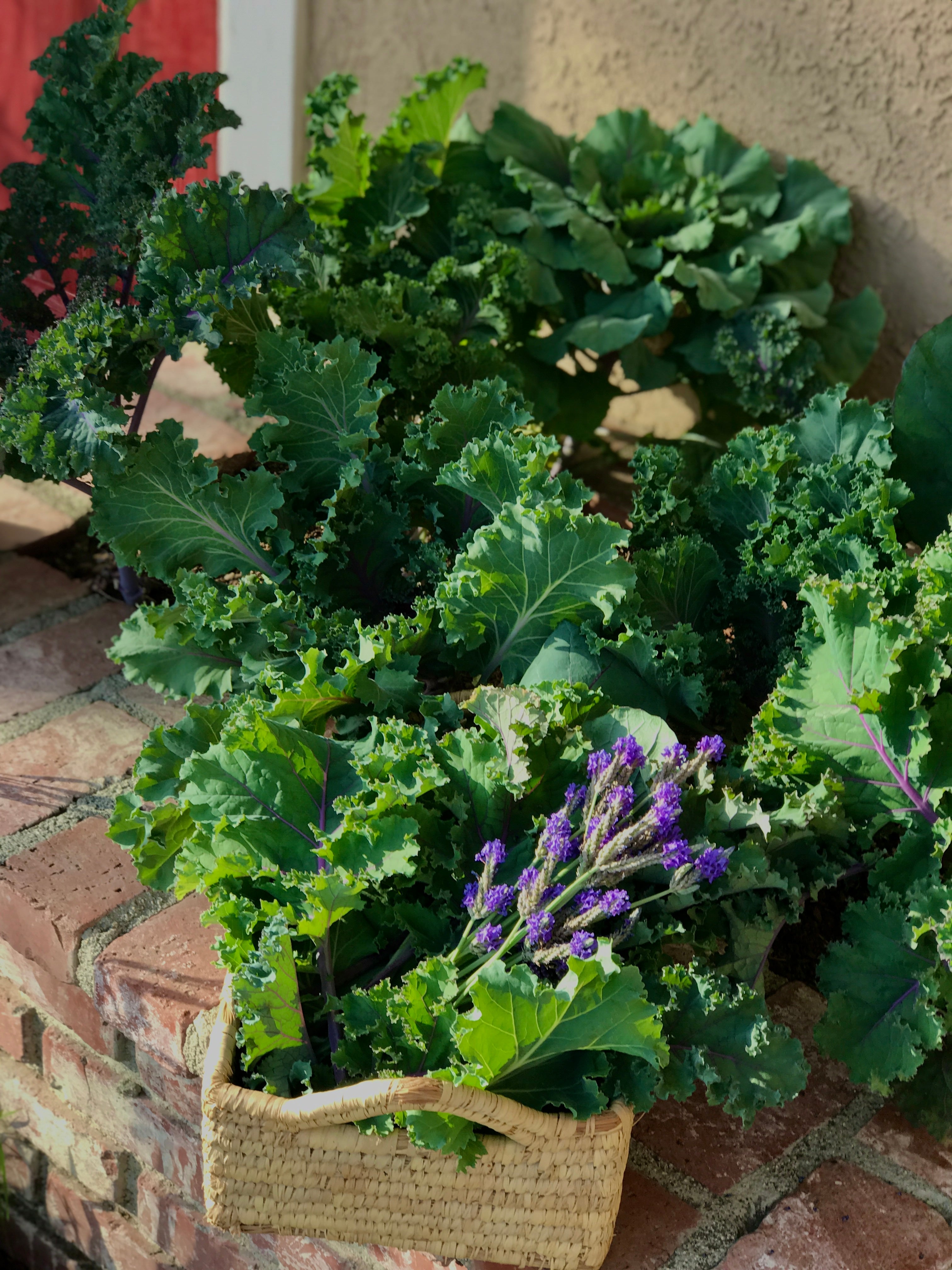 Heat Tolerant Greens Seed Collection