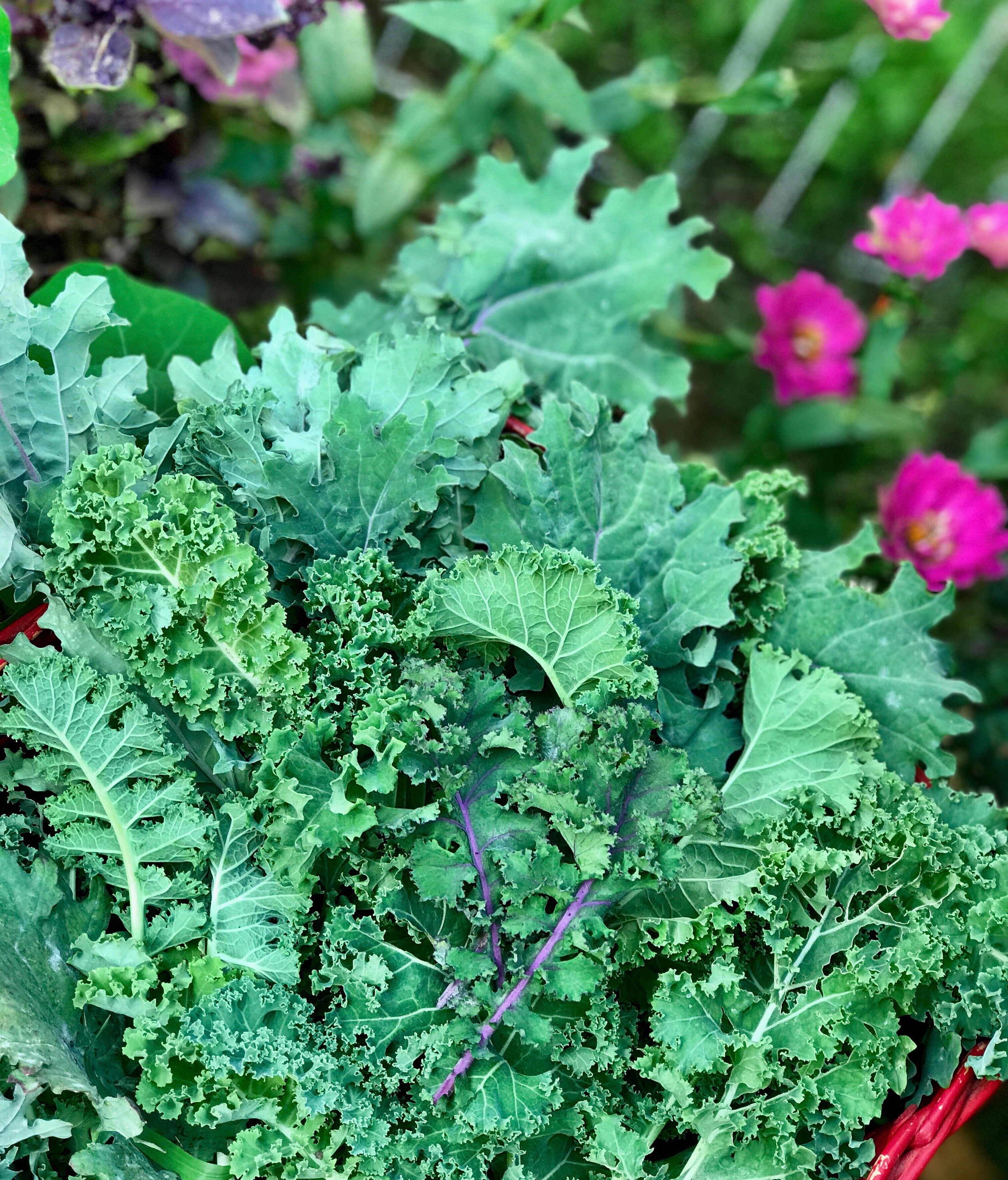 Heat Tolerant Greens Seed Collection