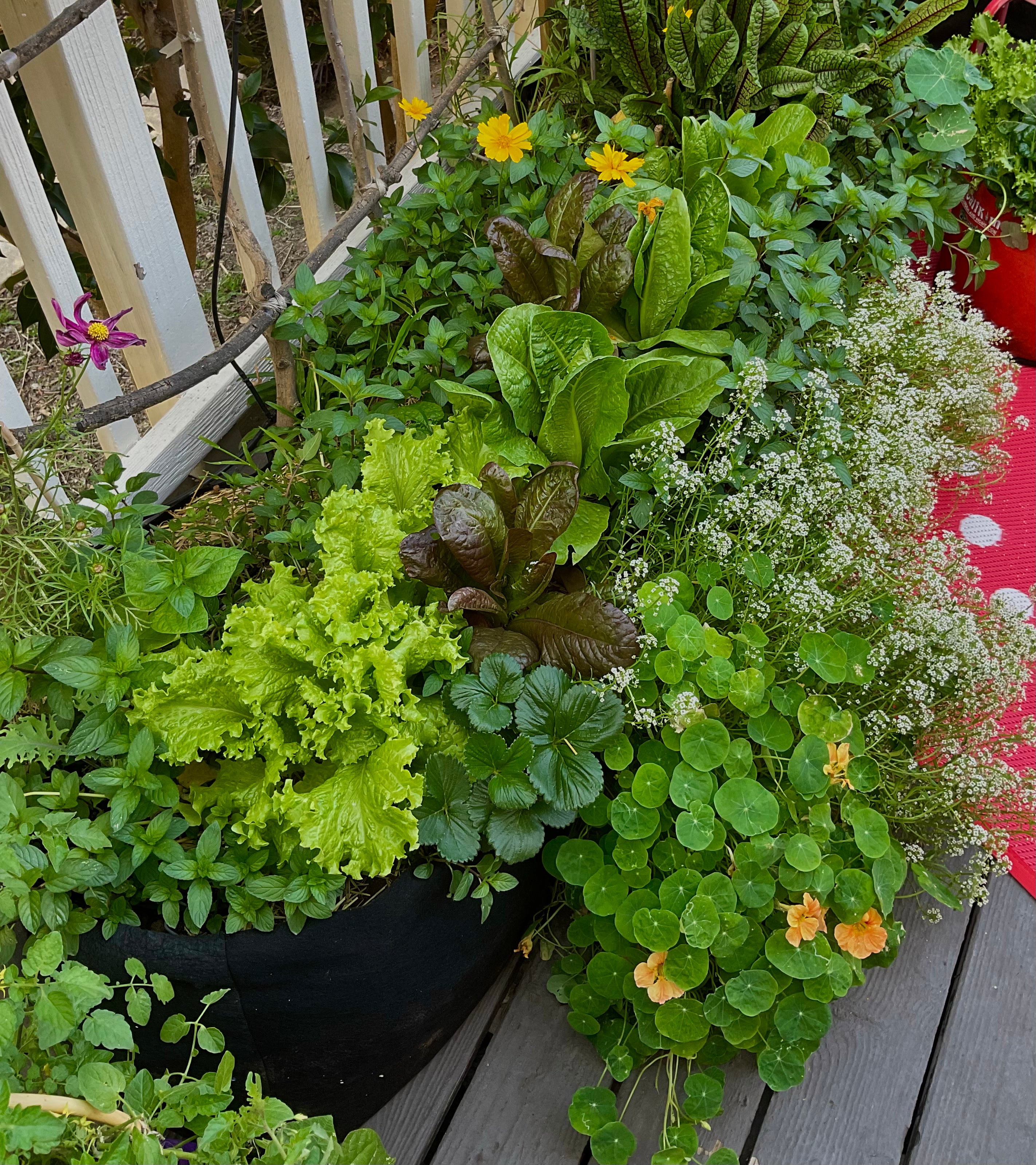 Organic Gardening for Everyone: Homegrown Vegetables Made Easy, Signed &amp; Personalized, with Lettuce Seed Collection -  Seed/Book Bundle