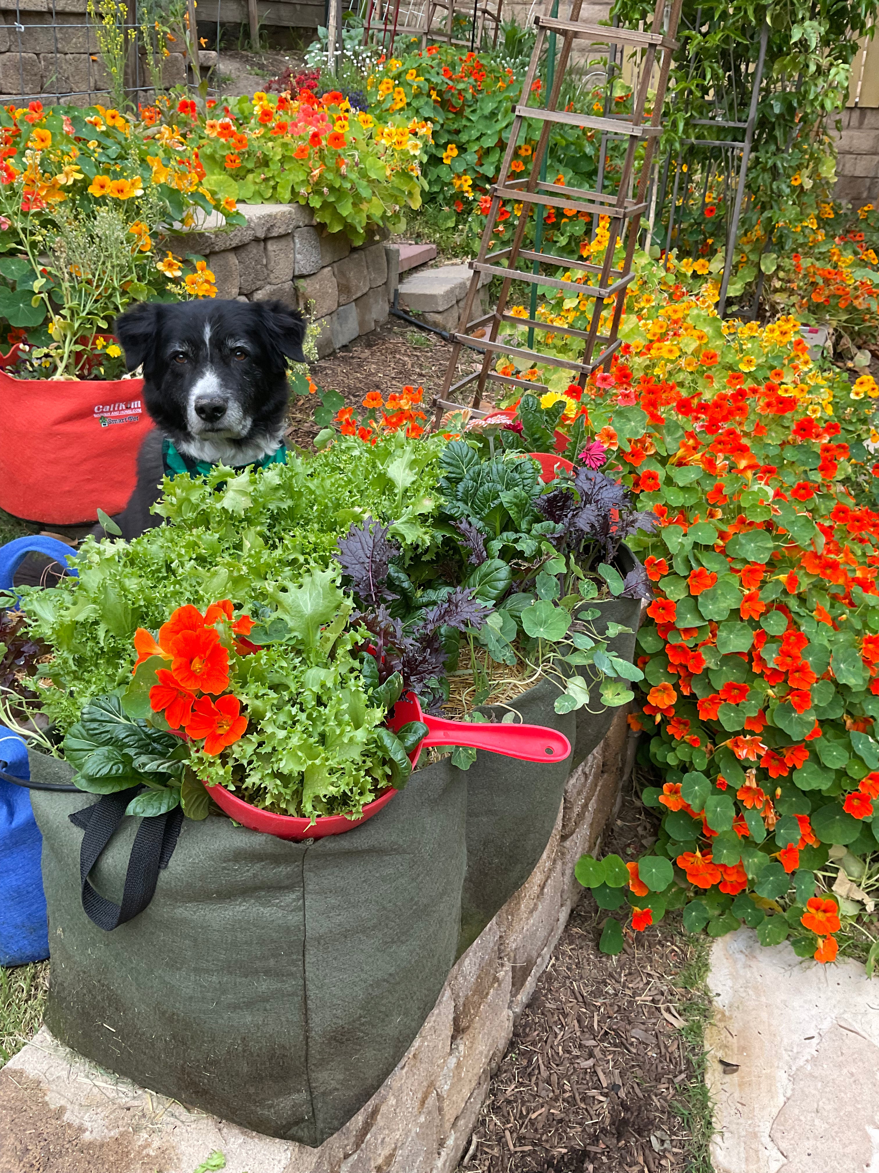 Little Shorty Raised Bed  (1 pack)