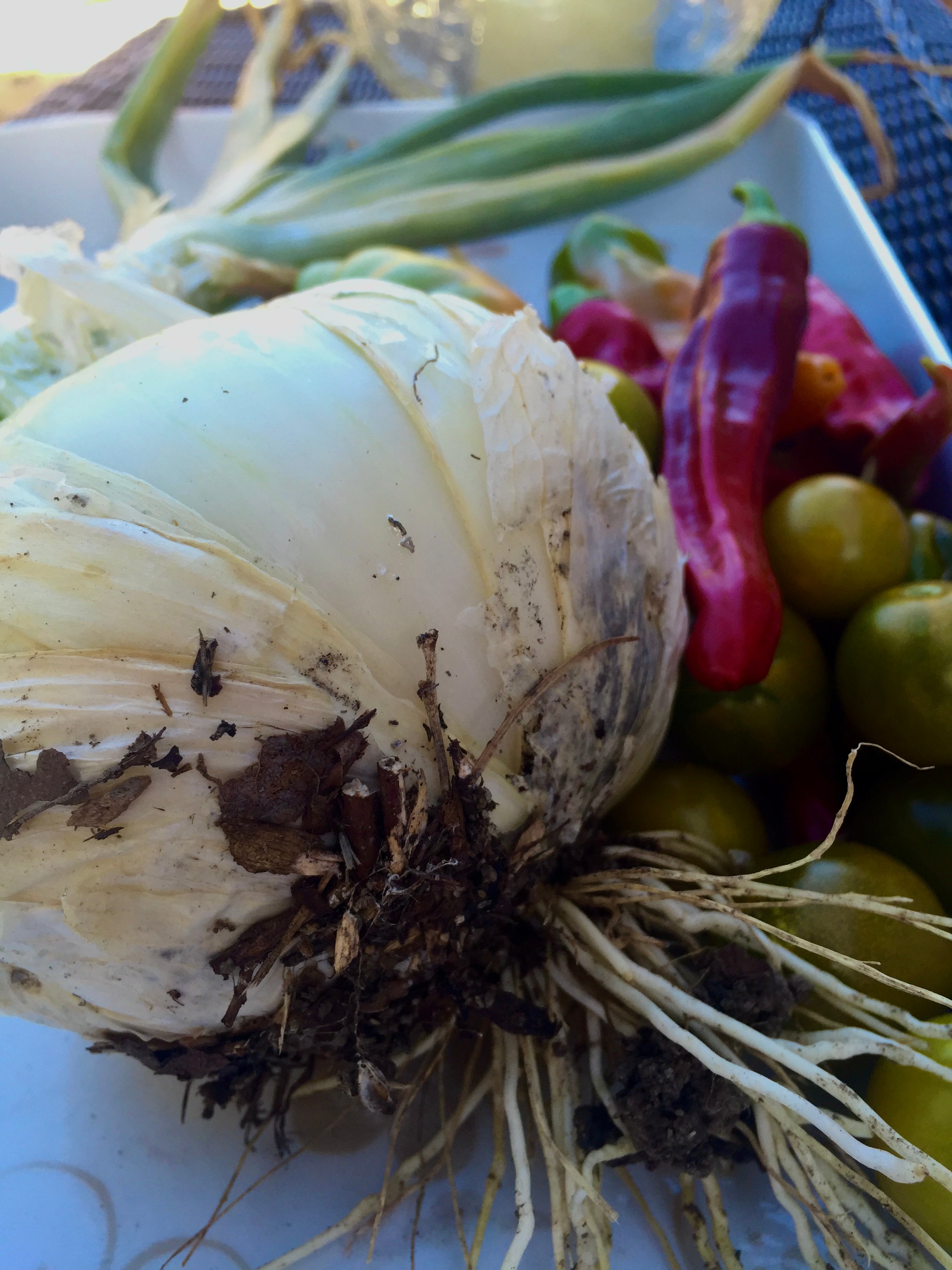 Onion Seed Collection