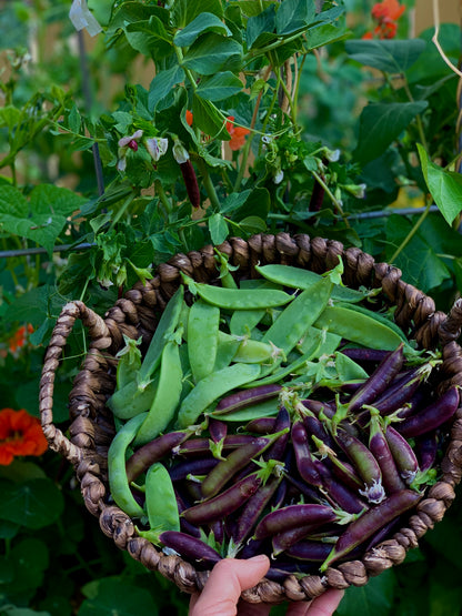 seeds of pea plant Pea Seed Collection — Sweet, Crisp Harvests Early in the Season – CaliKim Garden & Home DIY, Inc