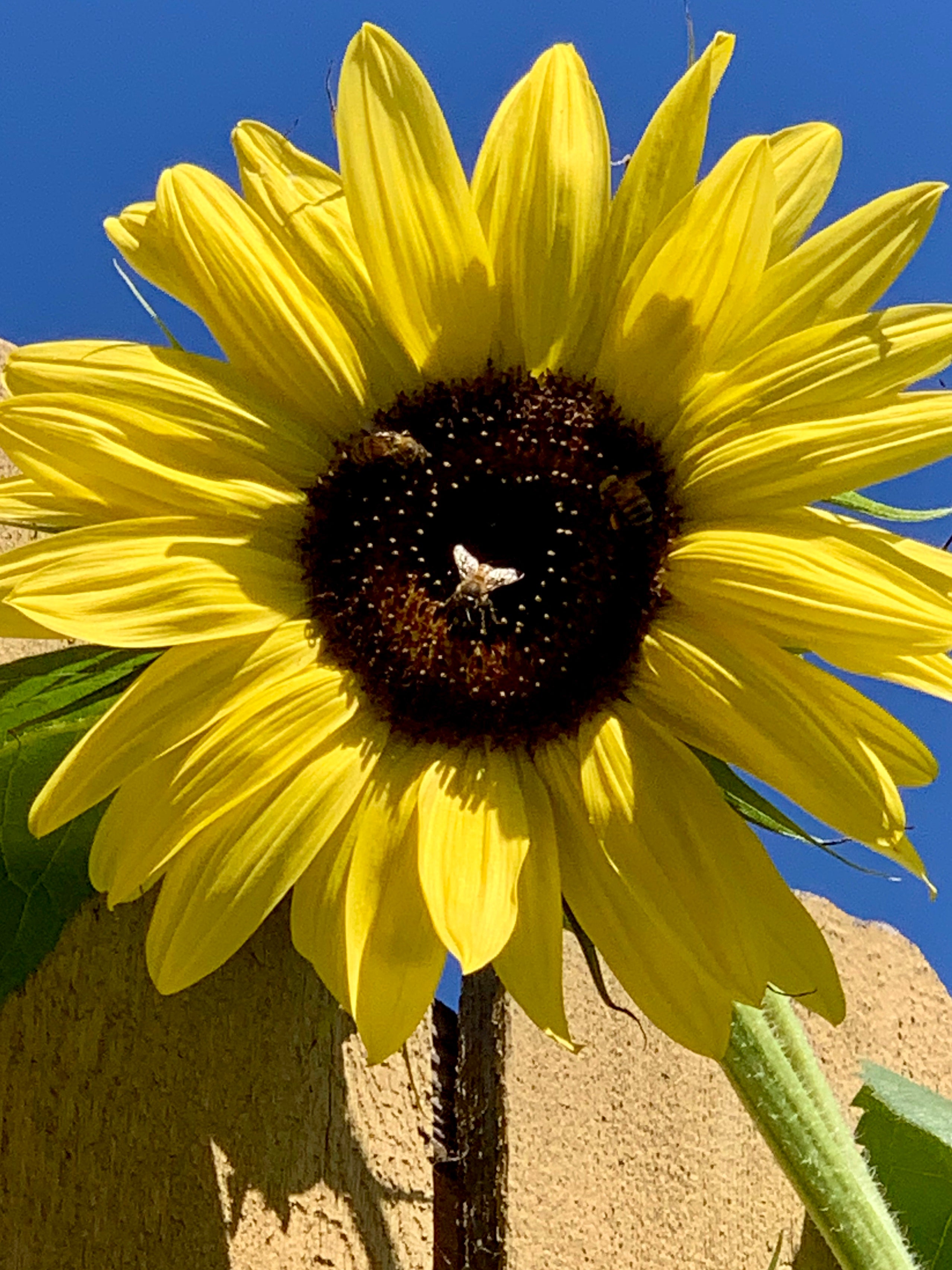 Sunflower Seed Collection