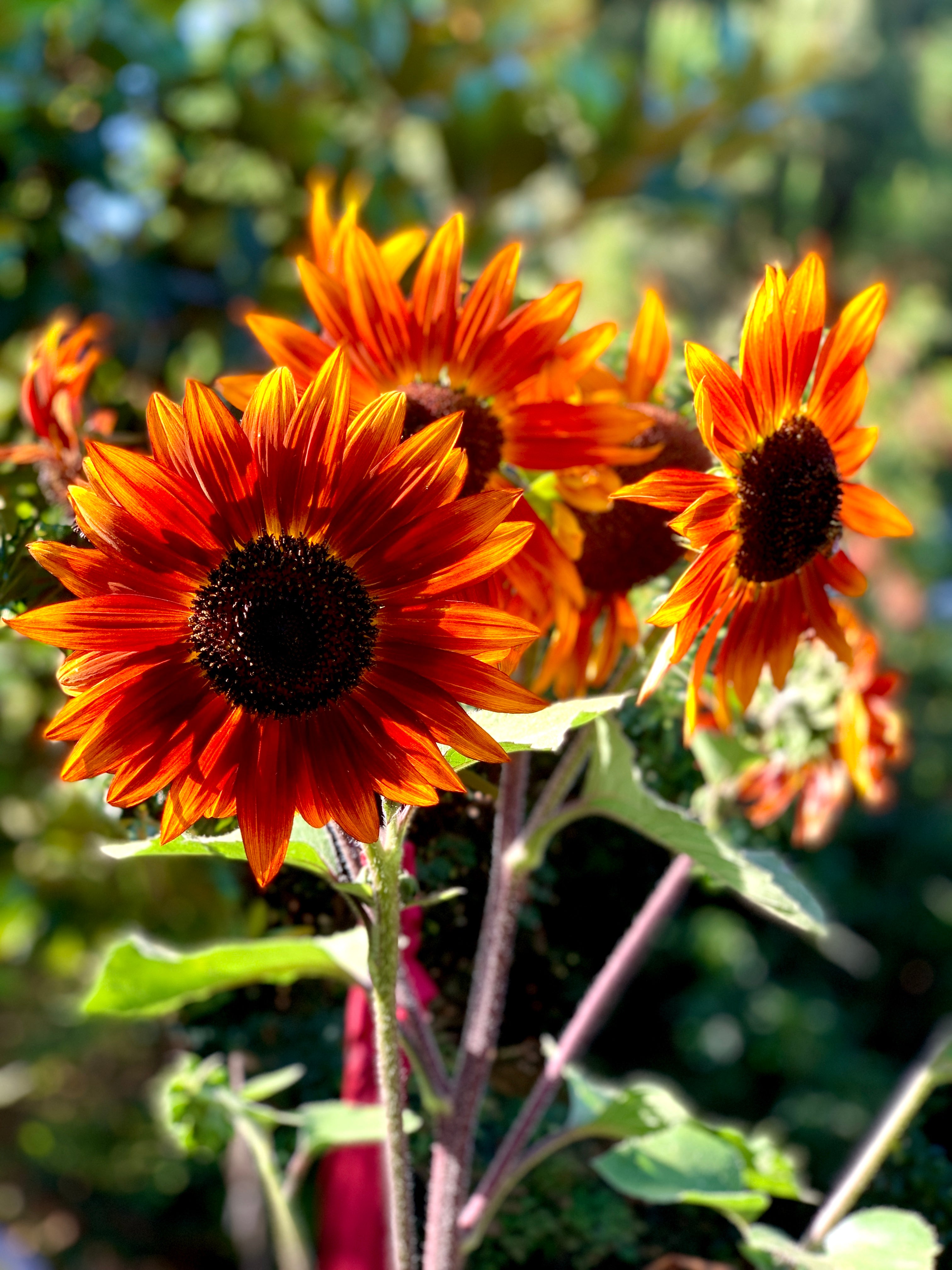 Sunflower Seed Collection