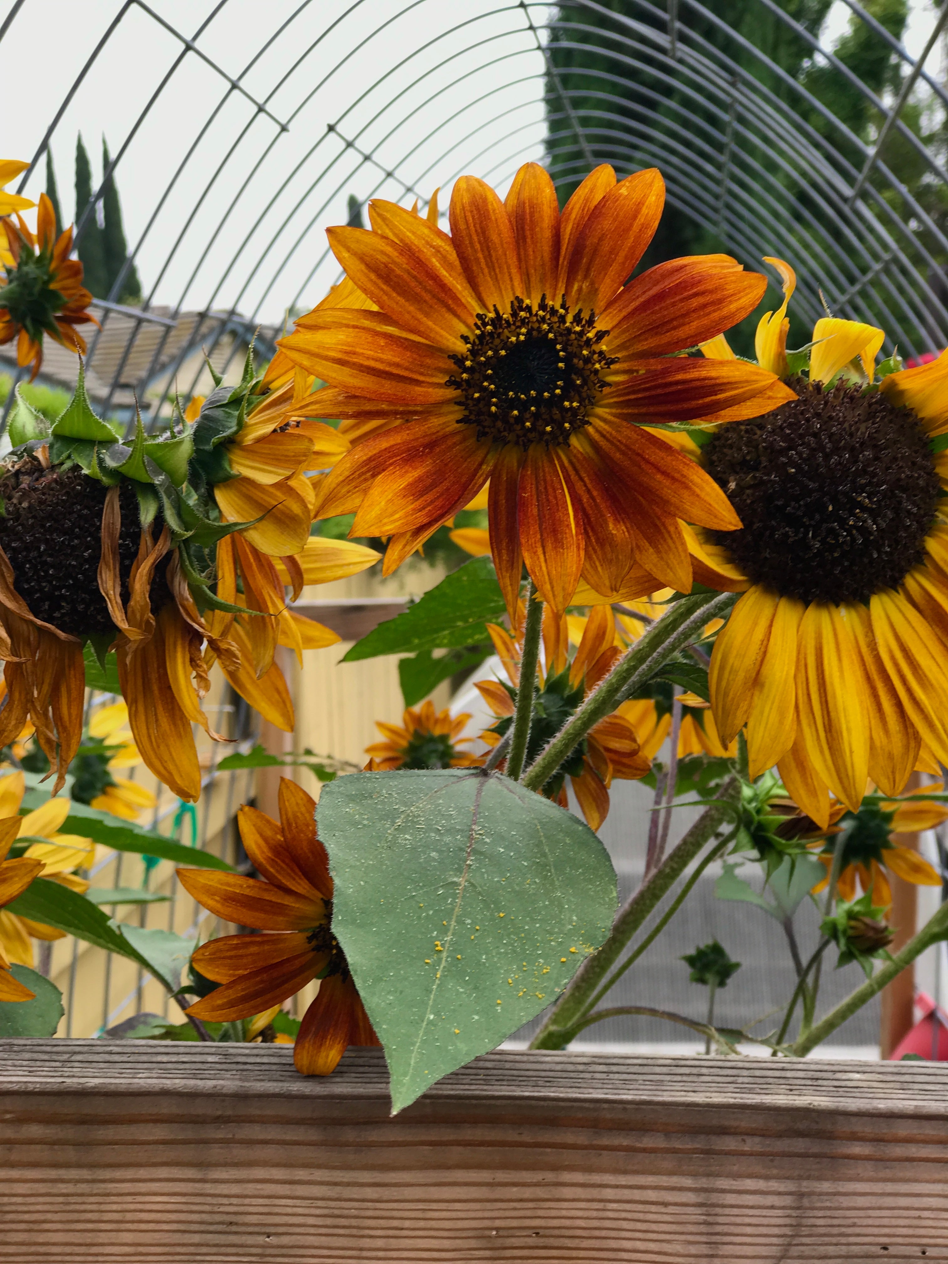 Sunflower Seed Collection