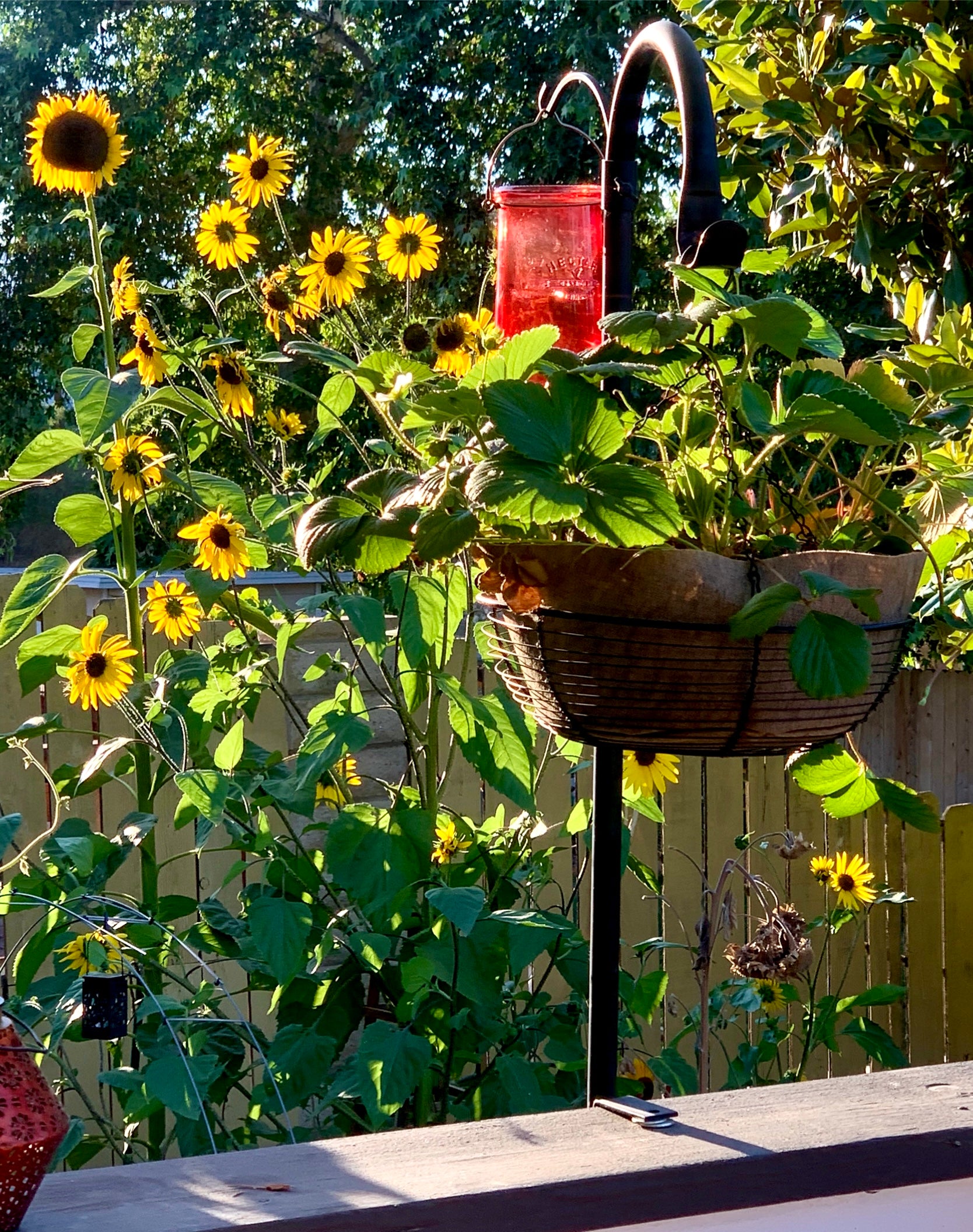 Sunflower Seed Collection