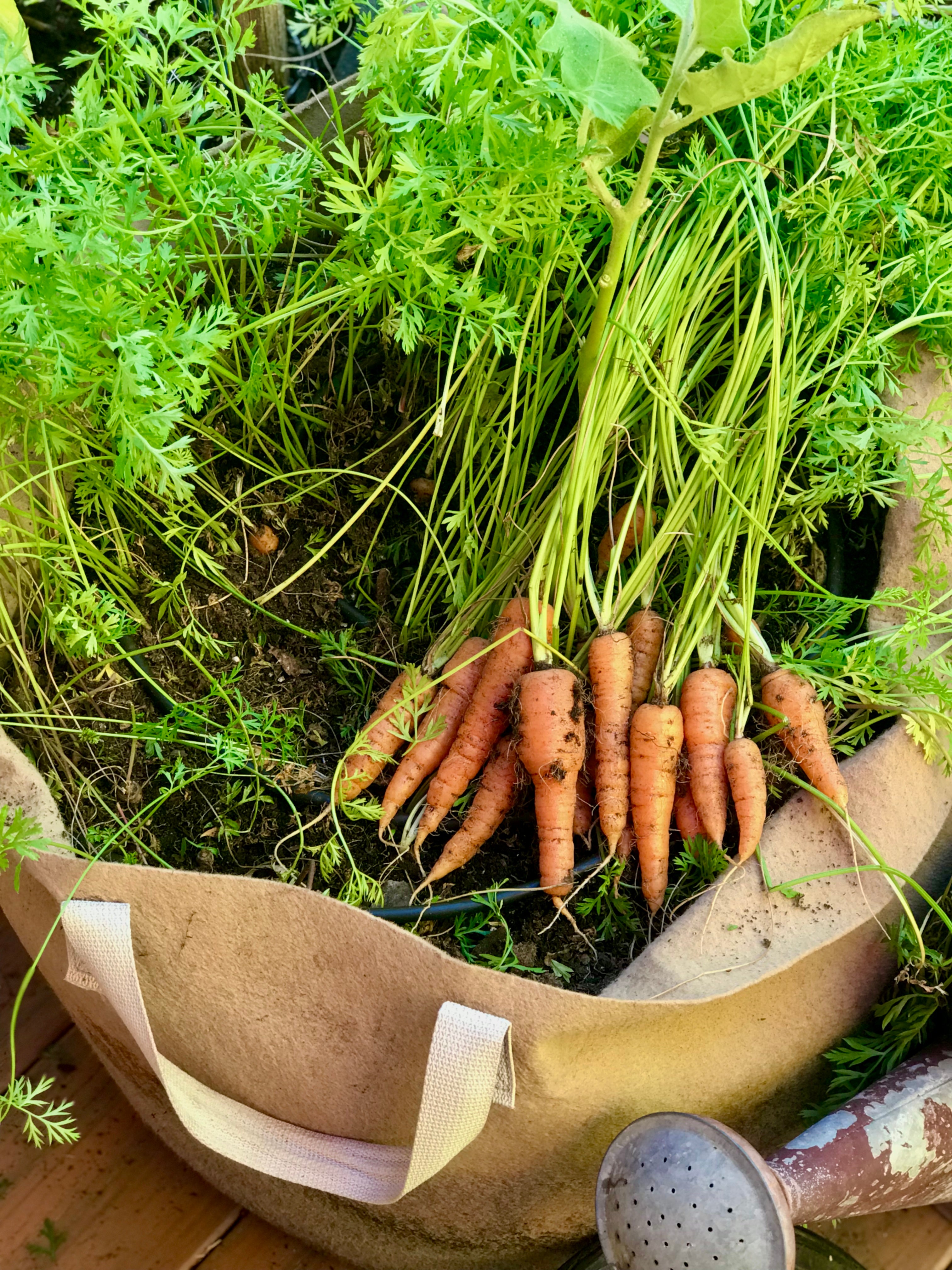 Carrot Seed Collection (Heirloom)