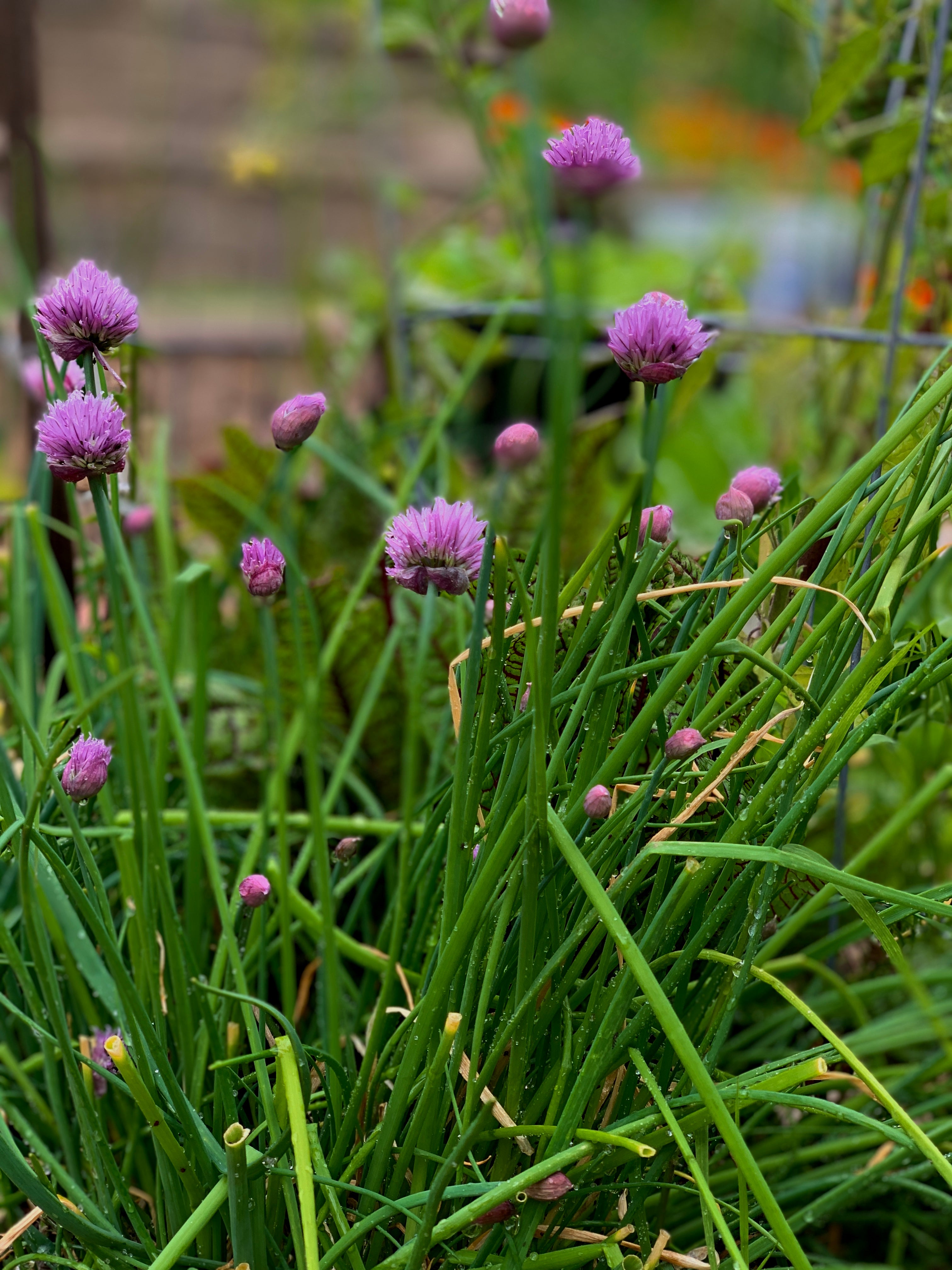 Herb Seed Collection NEW VARIETIES JUST ADDED!